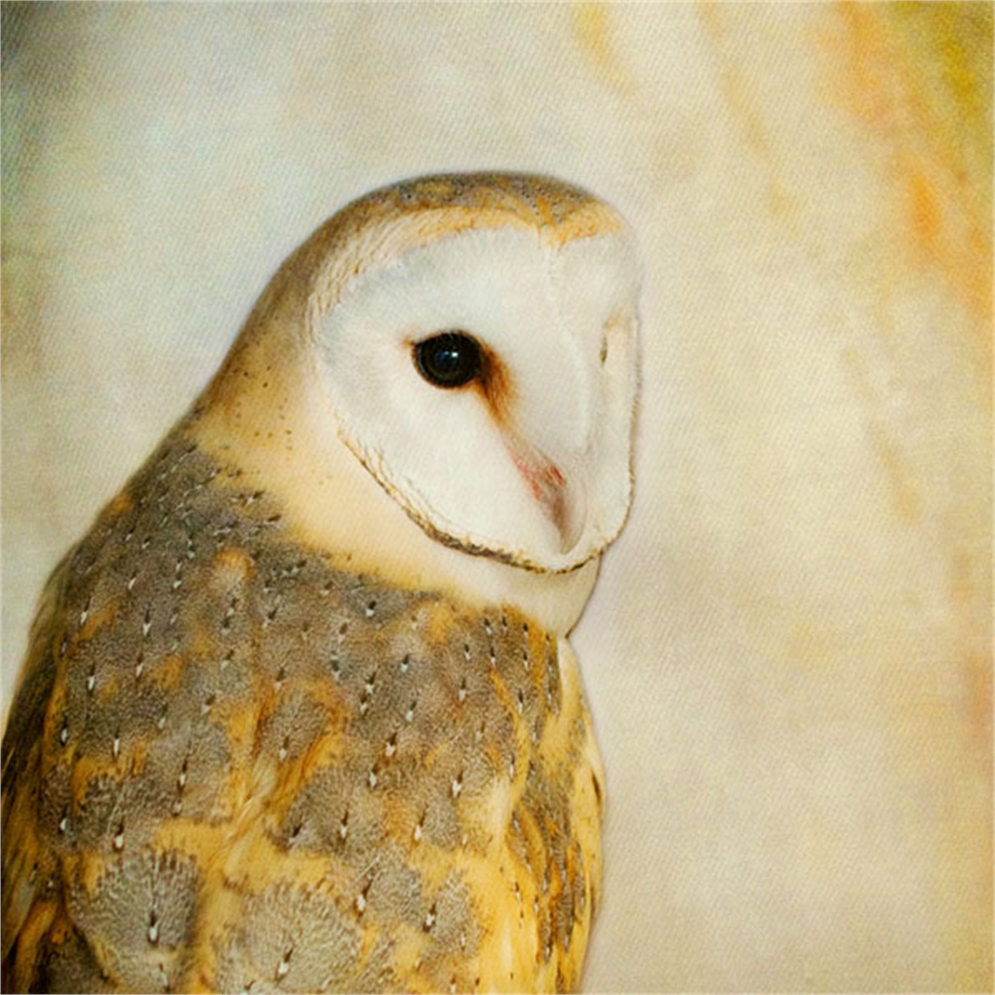 Song of a Barn Owl II by Yuko Ishii | artcloud