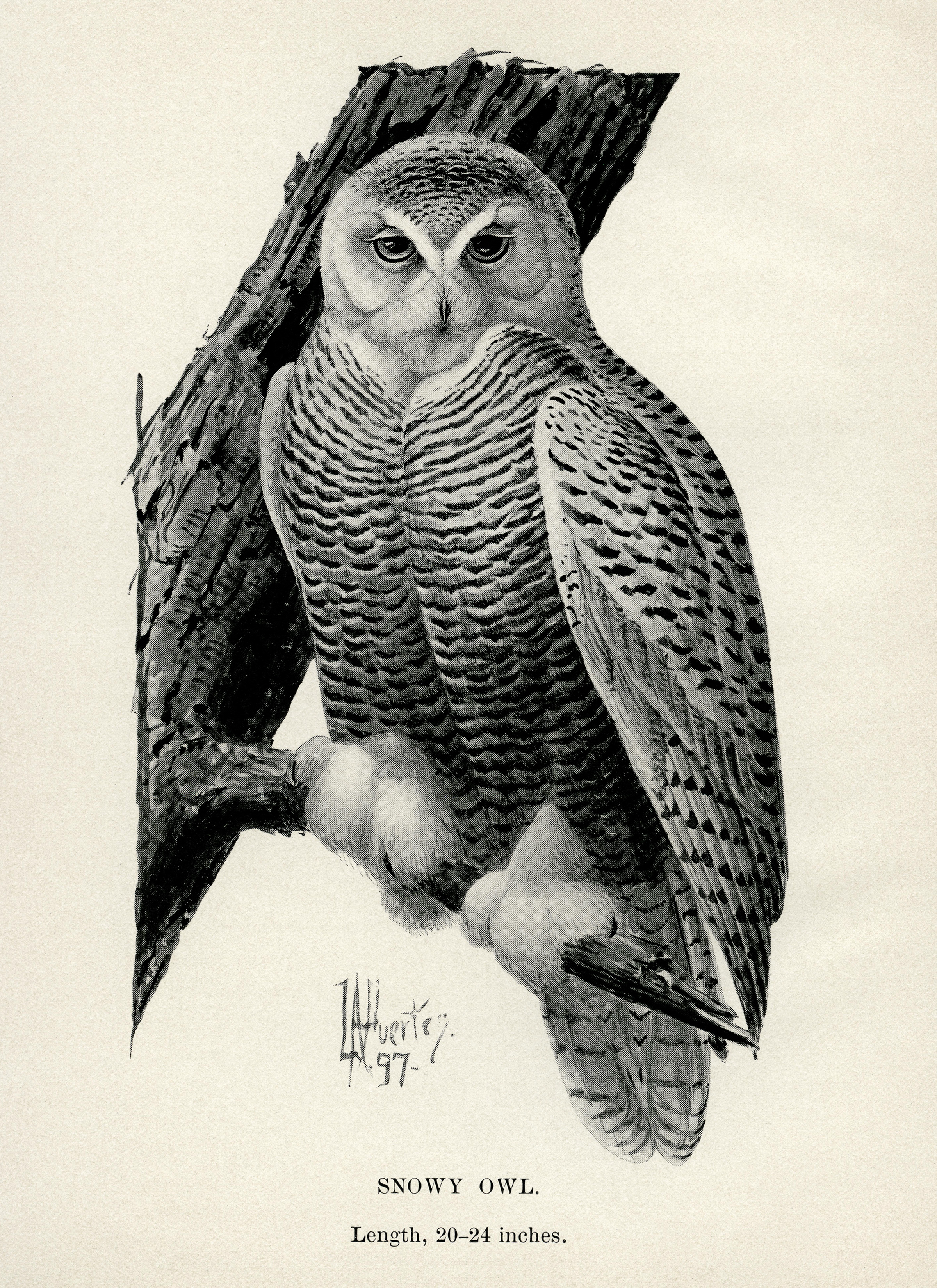 Snowy Owl Vintage Clip Art | Old Design Shop Blog