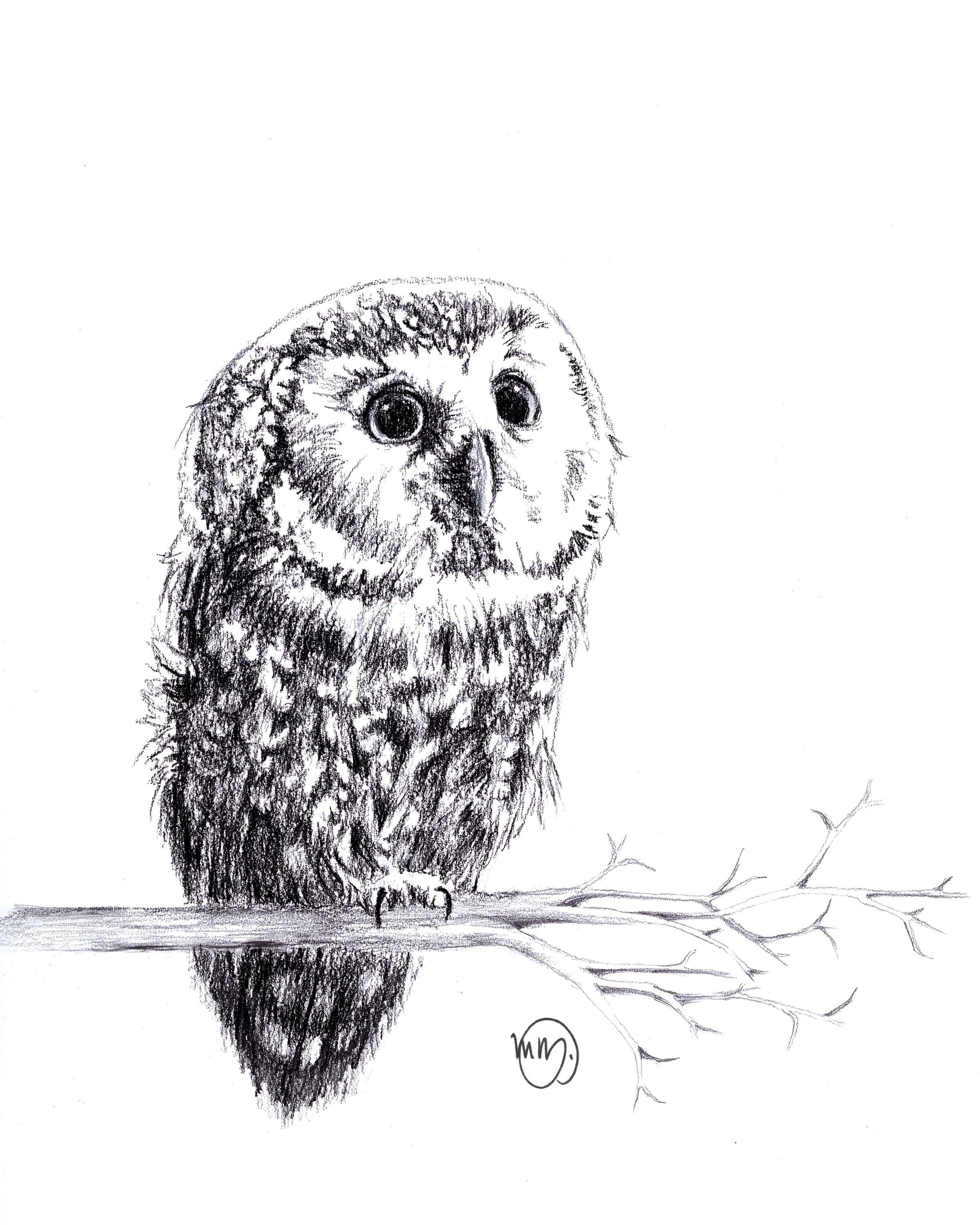 Cute Baby Owl illustration - Wildlife illustration by LE NID atelier
