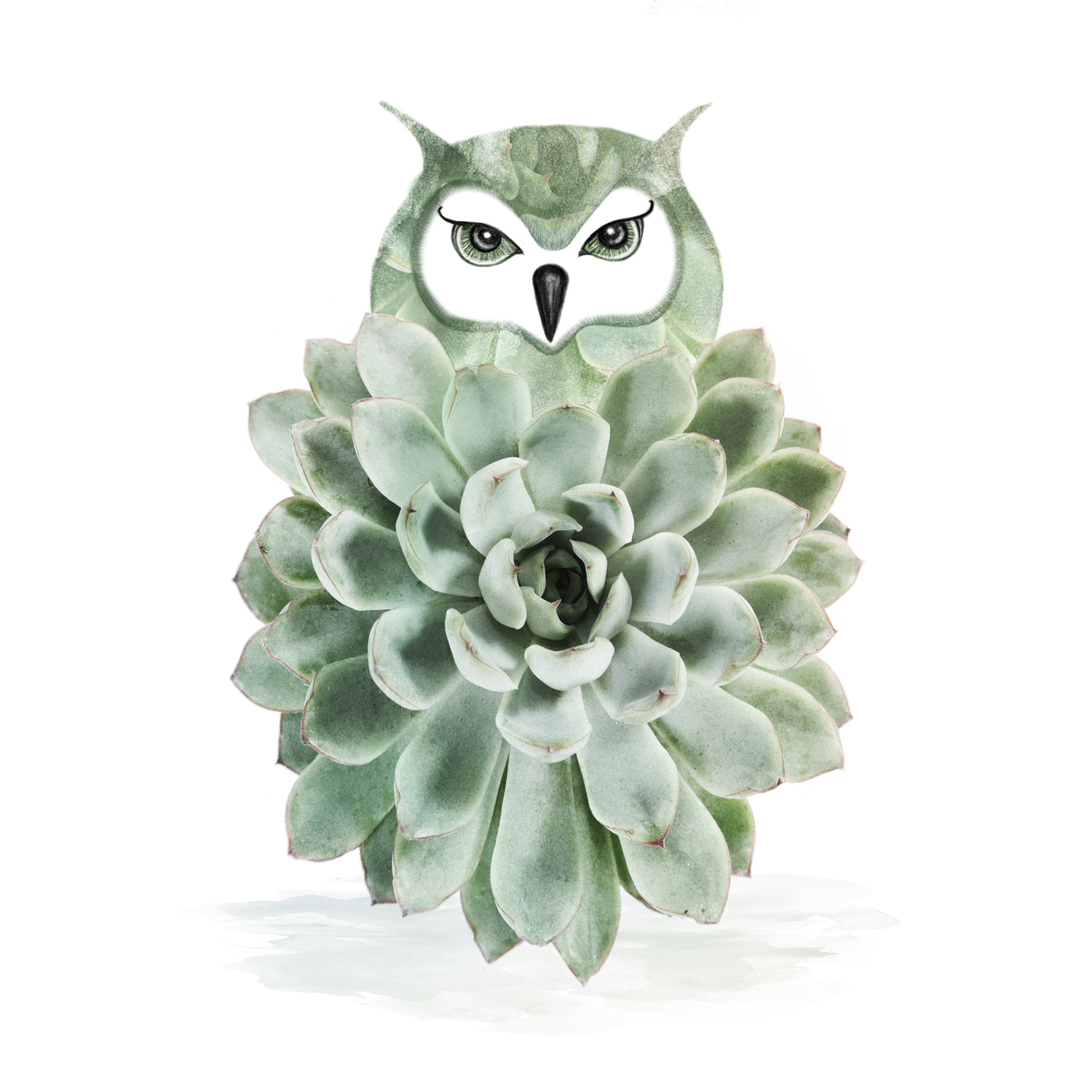 Owl Cactus Print | Georgie St Clair