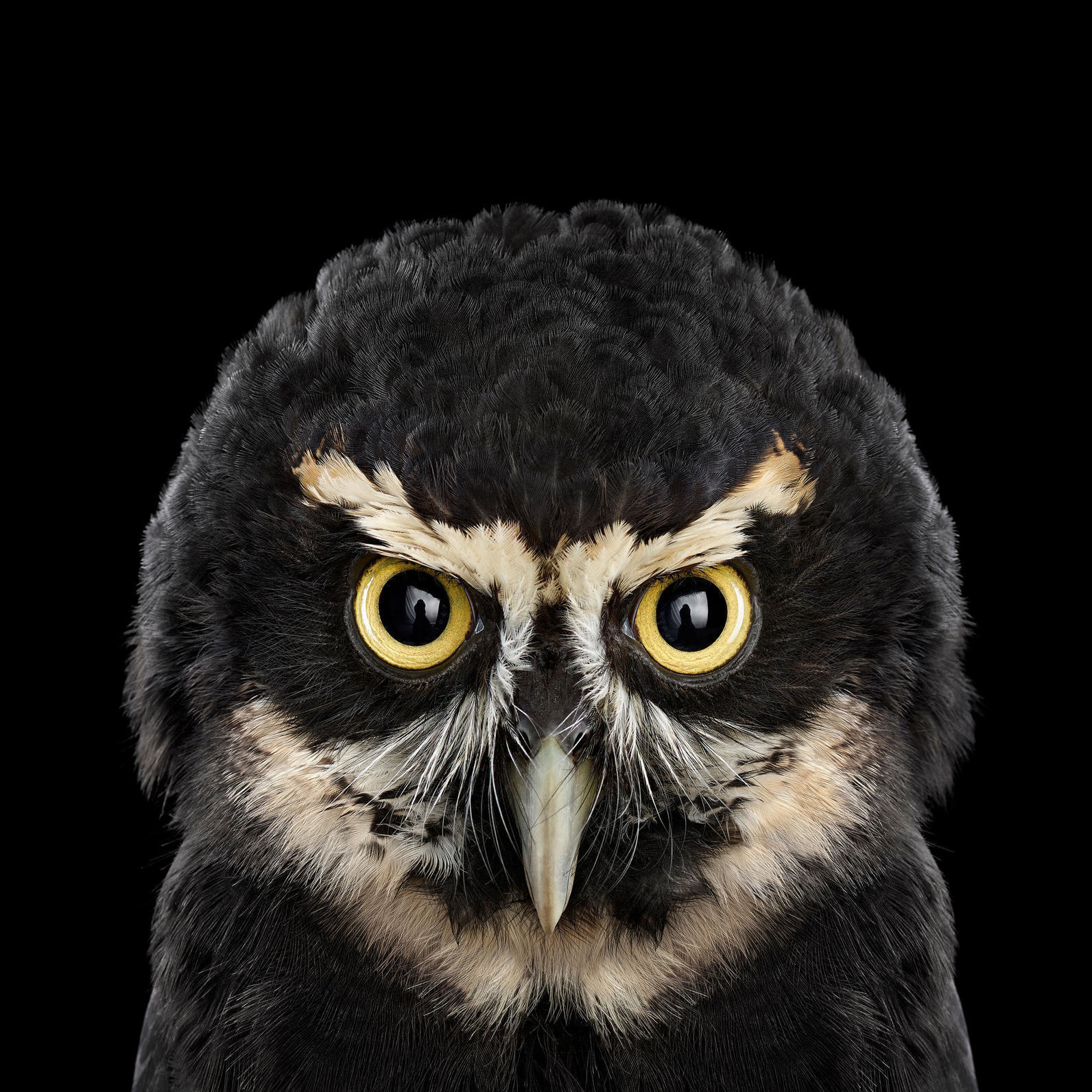 The Owls Are Challenging You To A Staring Contest… You Will Lose.