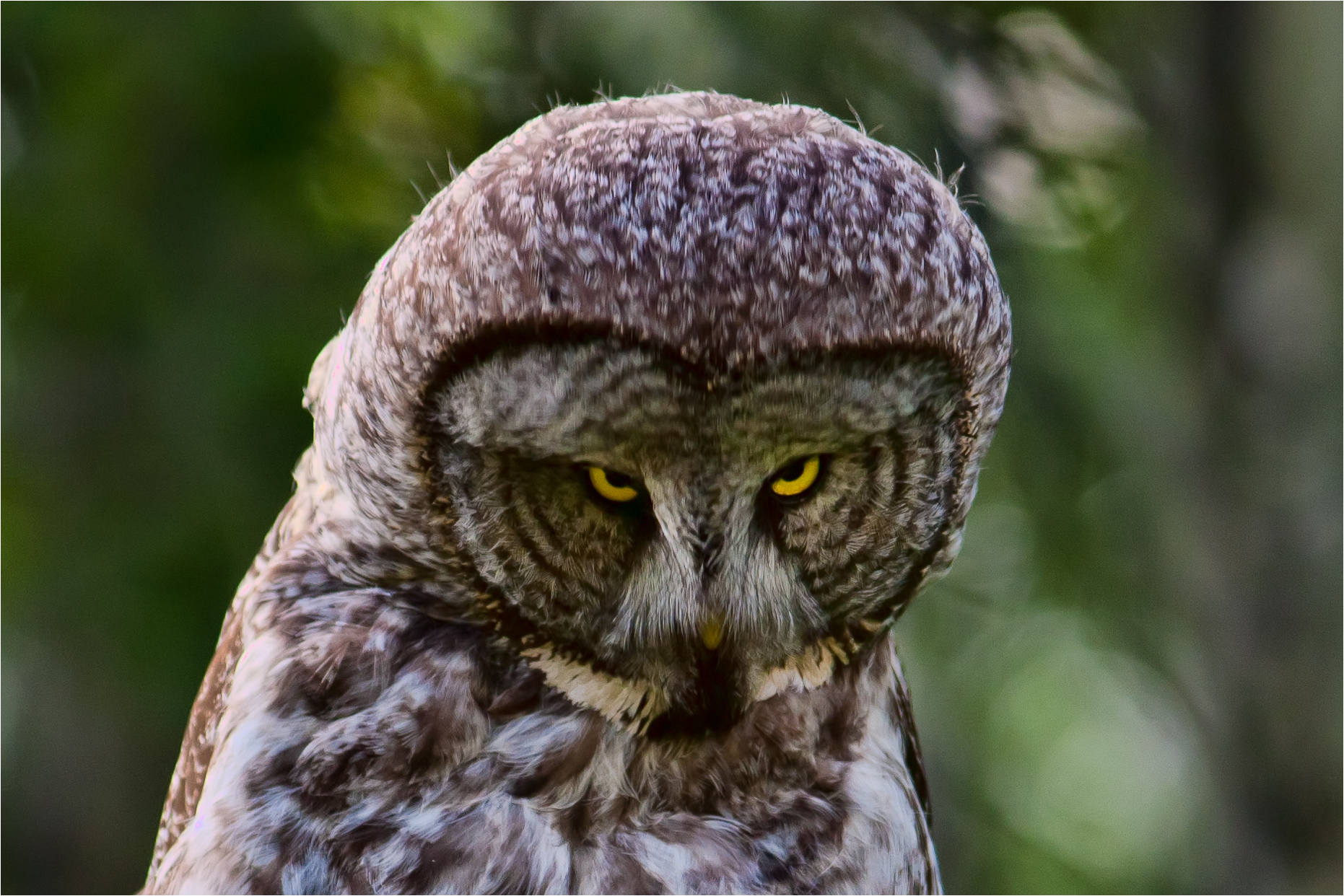 Owl Stare. 