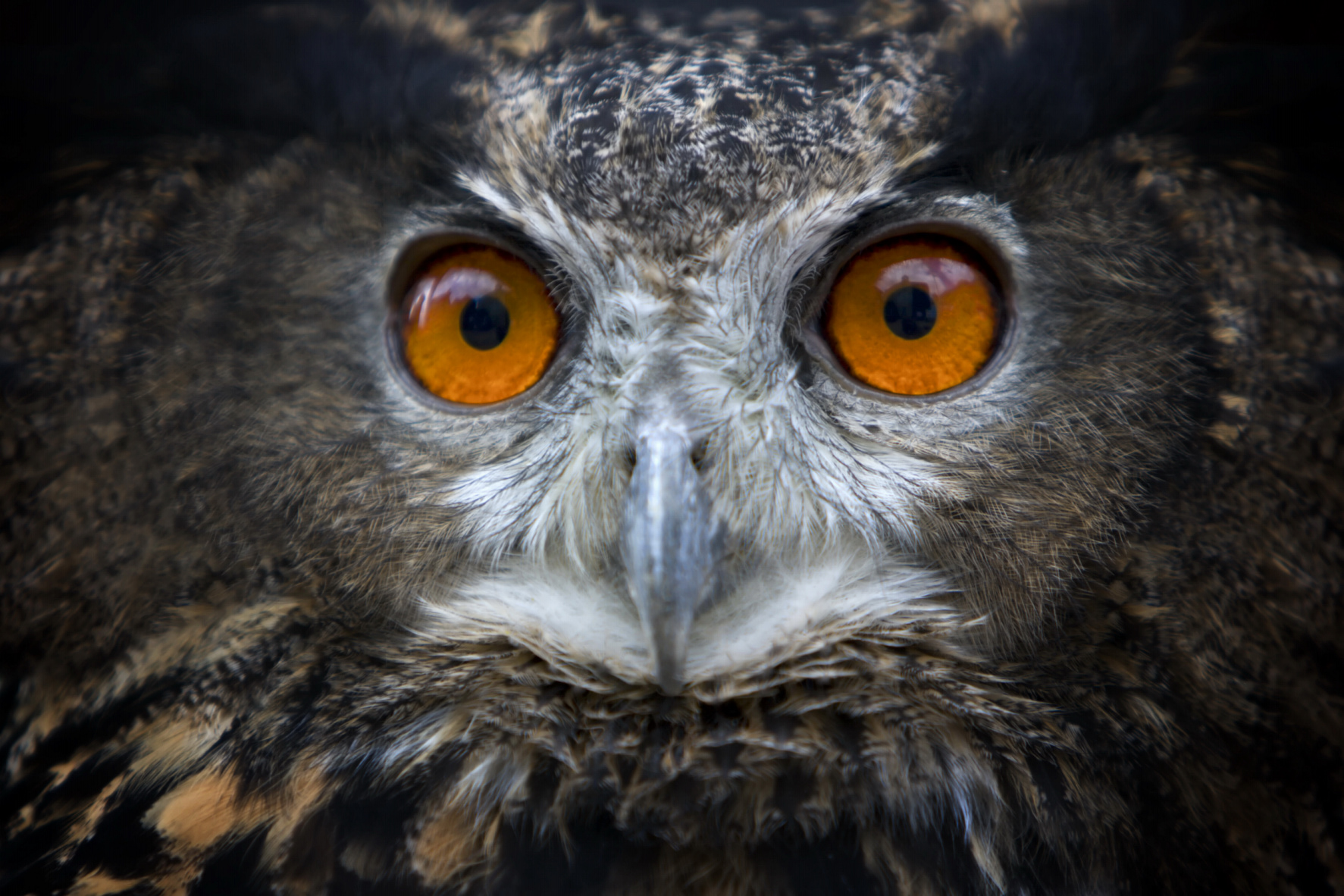 Staring owl - Marketwise Strategies