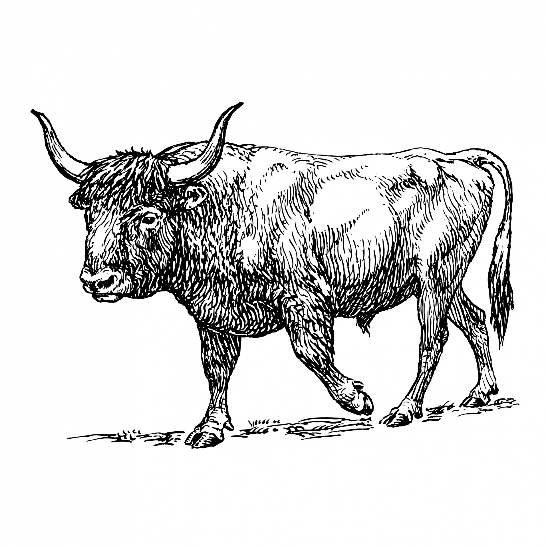Ox Clipart Illustration Free Stock Photo - Public Domain Pictures