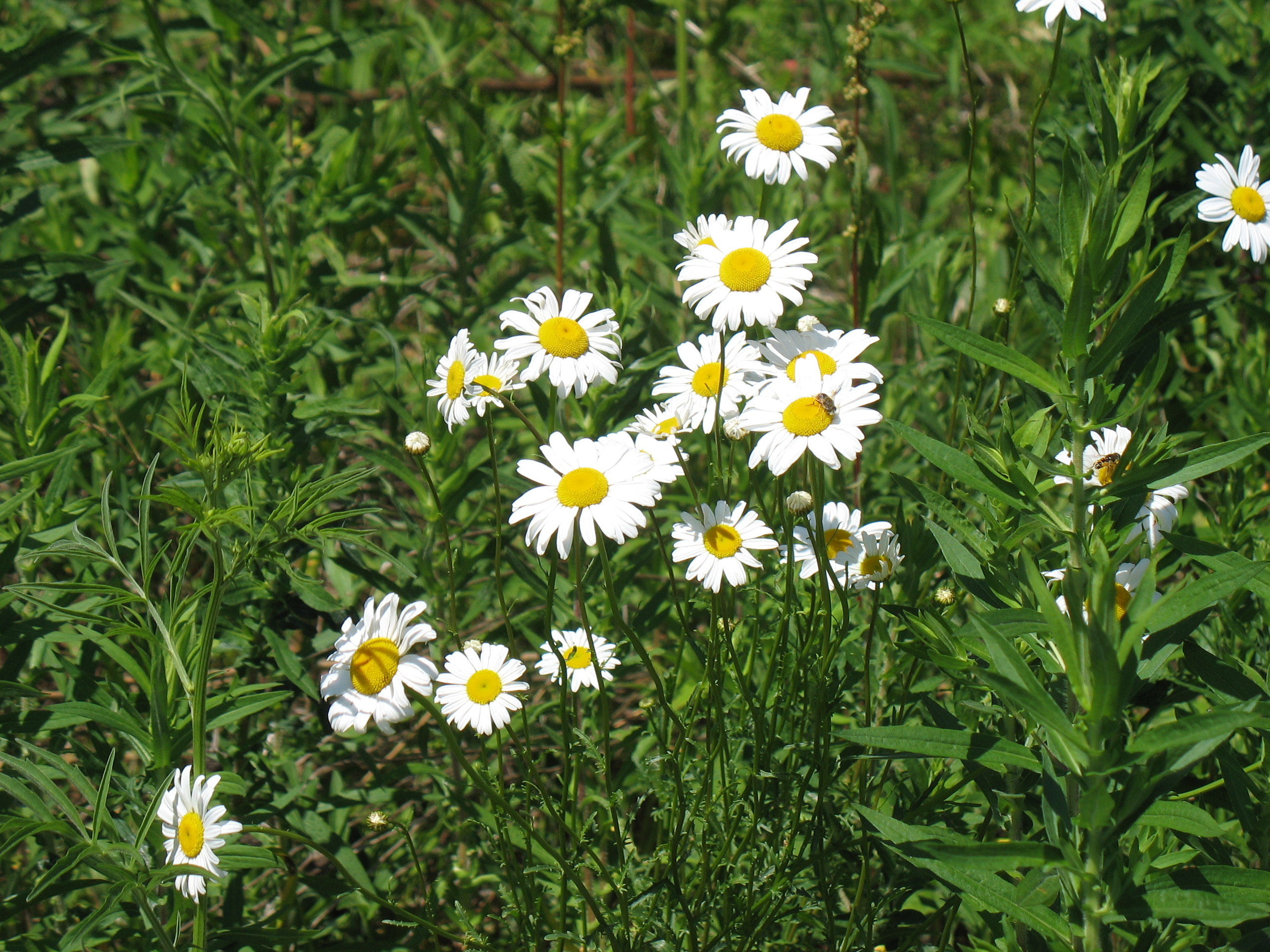 The Saline District Library Grounds: Ox-eye Daisy