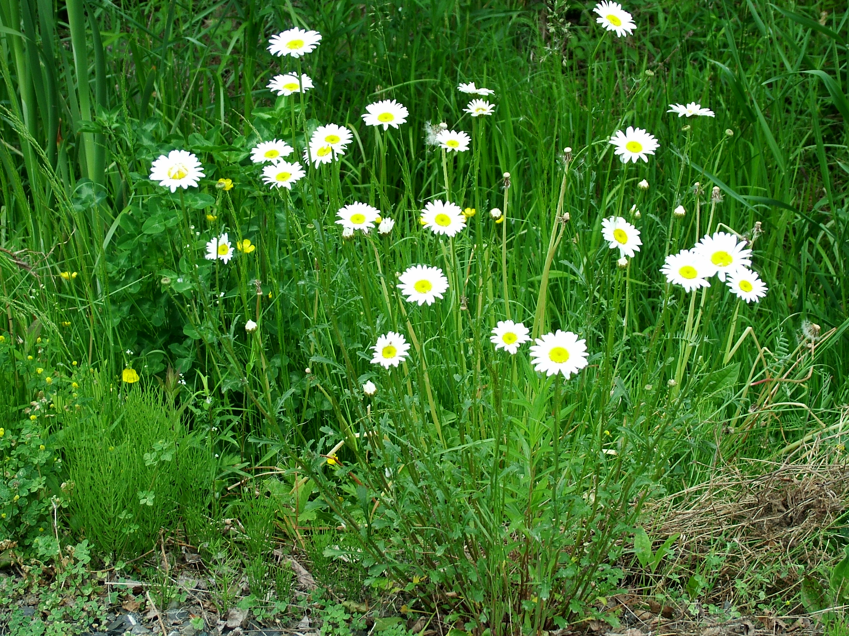 Ox-eye Daisy - Department of Agriculture and Aquaculture