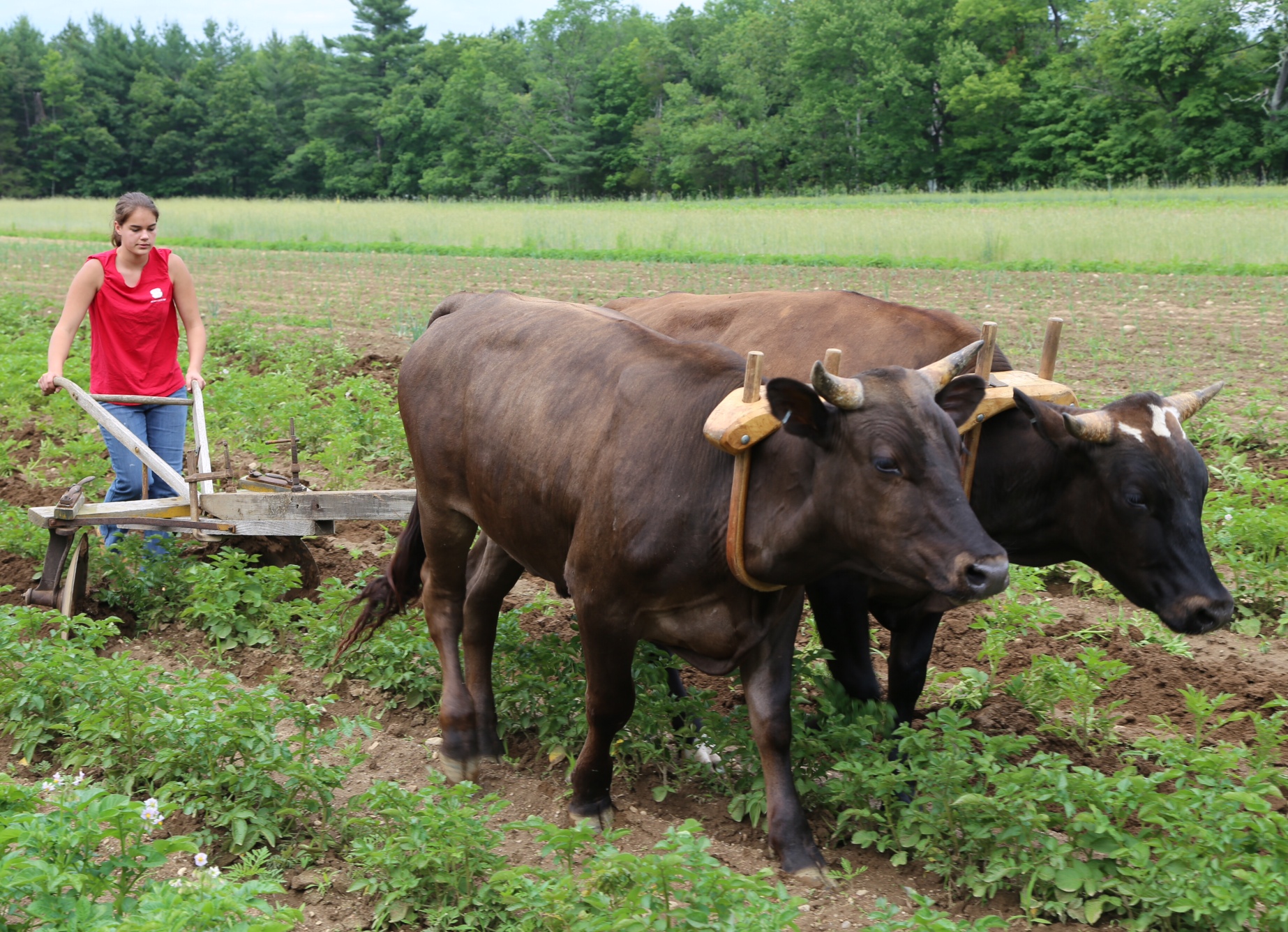 Oxen | George Hall Farm ~ Simsbury, CT