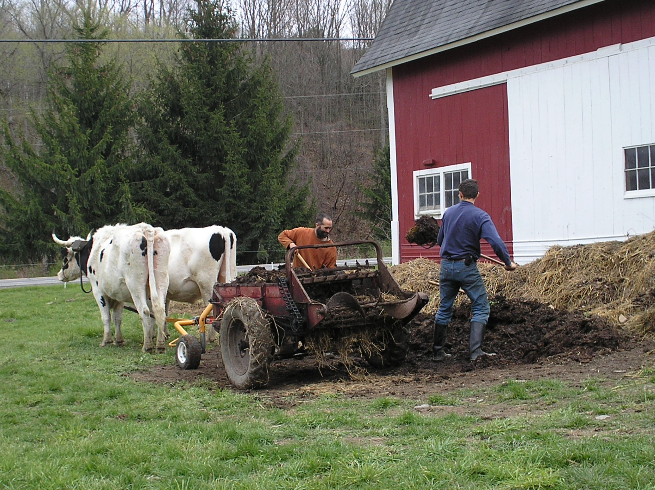 Working Oxen on the Farm Today | Cornell Small Farms Program