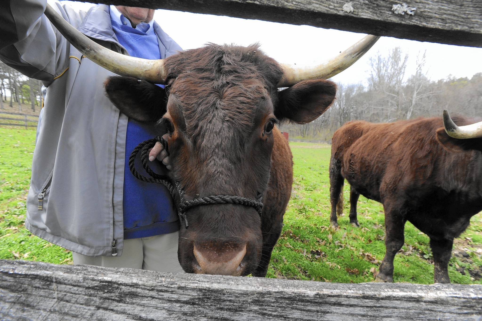 Carroll County Farm Museum to debut oxen team - Carroll County Times