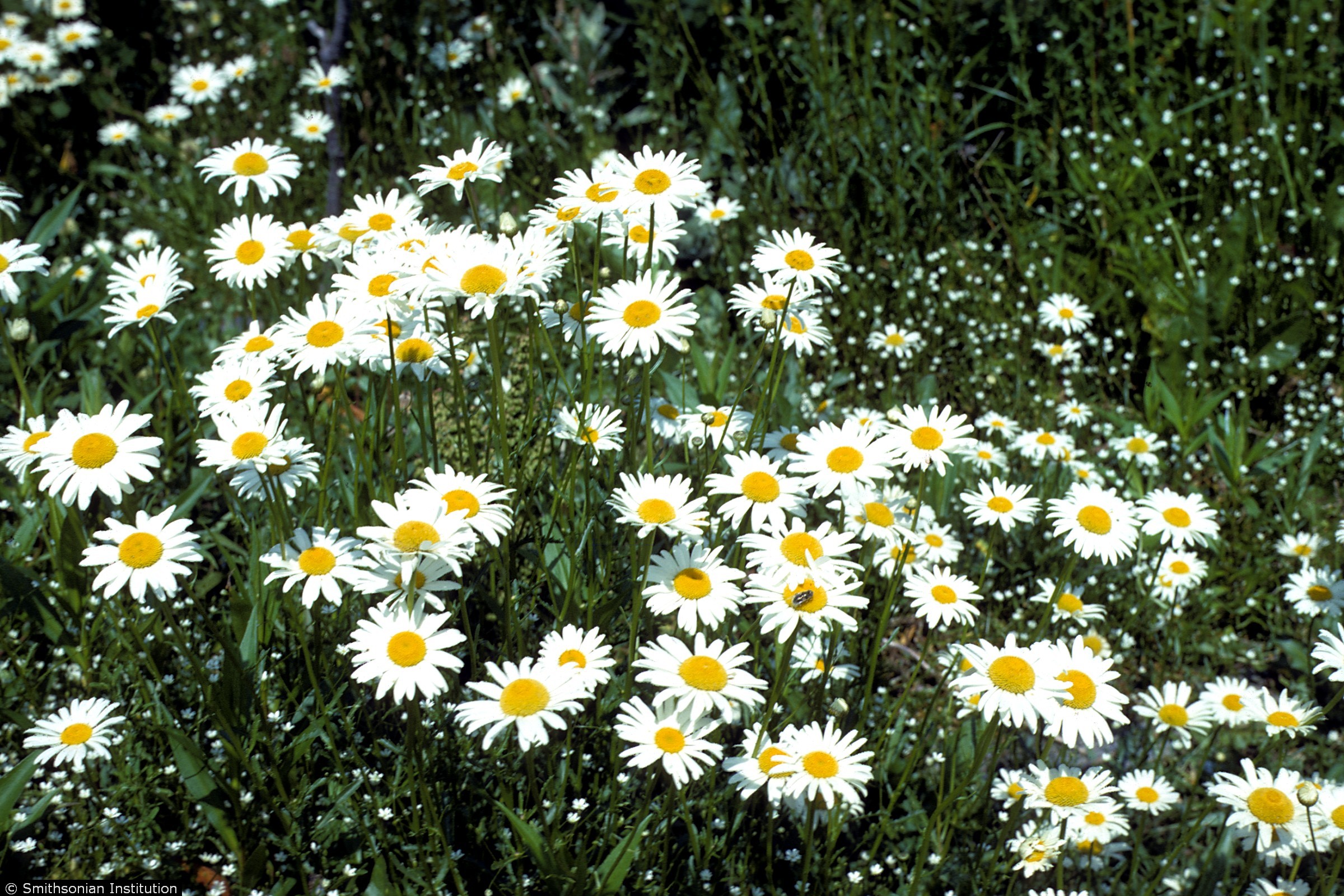 Plants Profile for Leucanthemum vulgare (oxeye daisy)