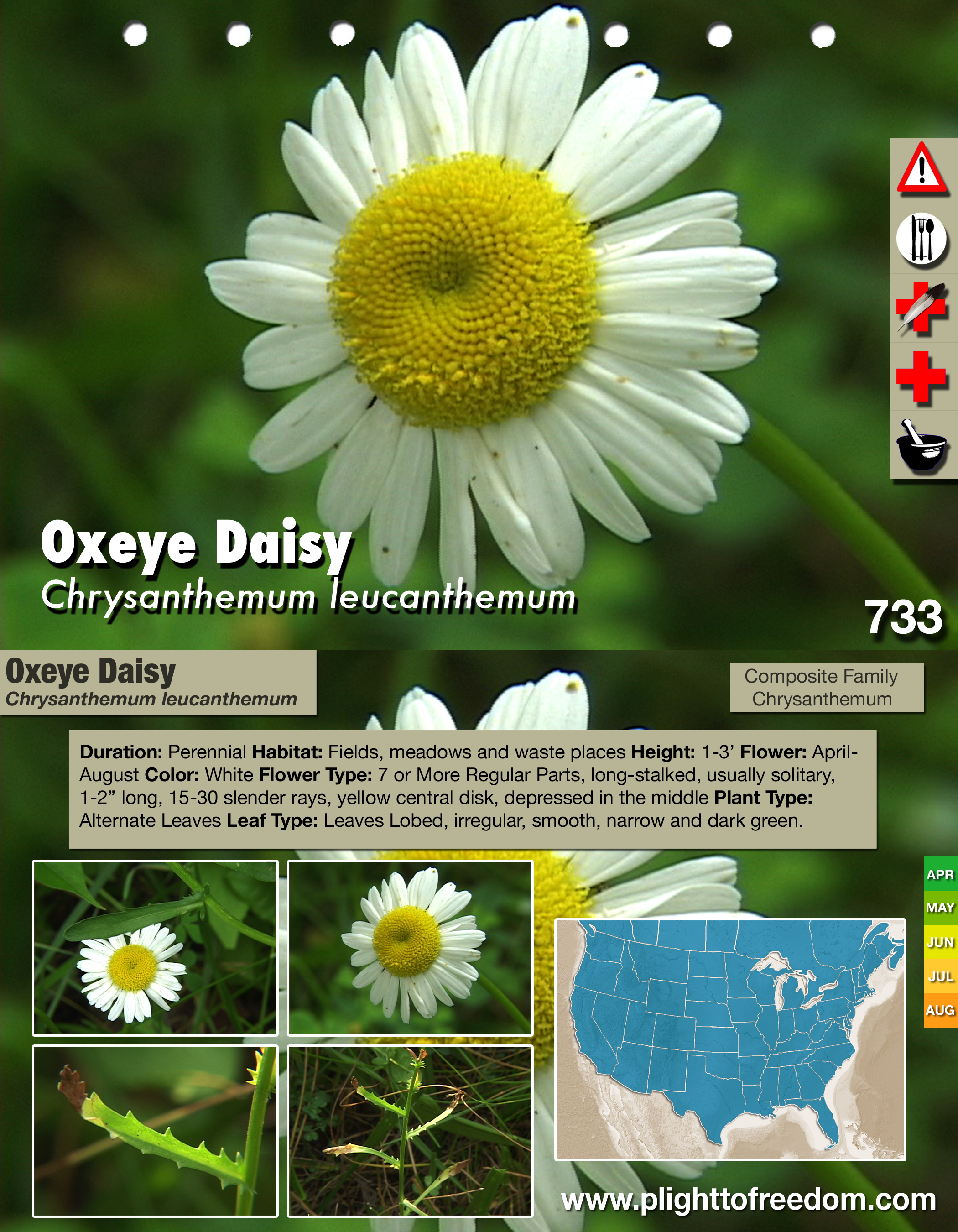 Oxeye Daisy: Edible, Medicinal, Cautions & Other Uses - Plight to ...