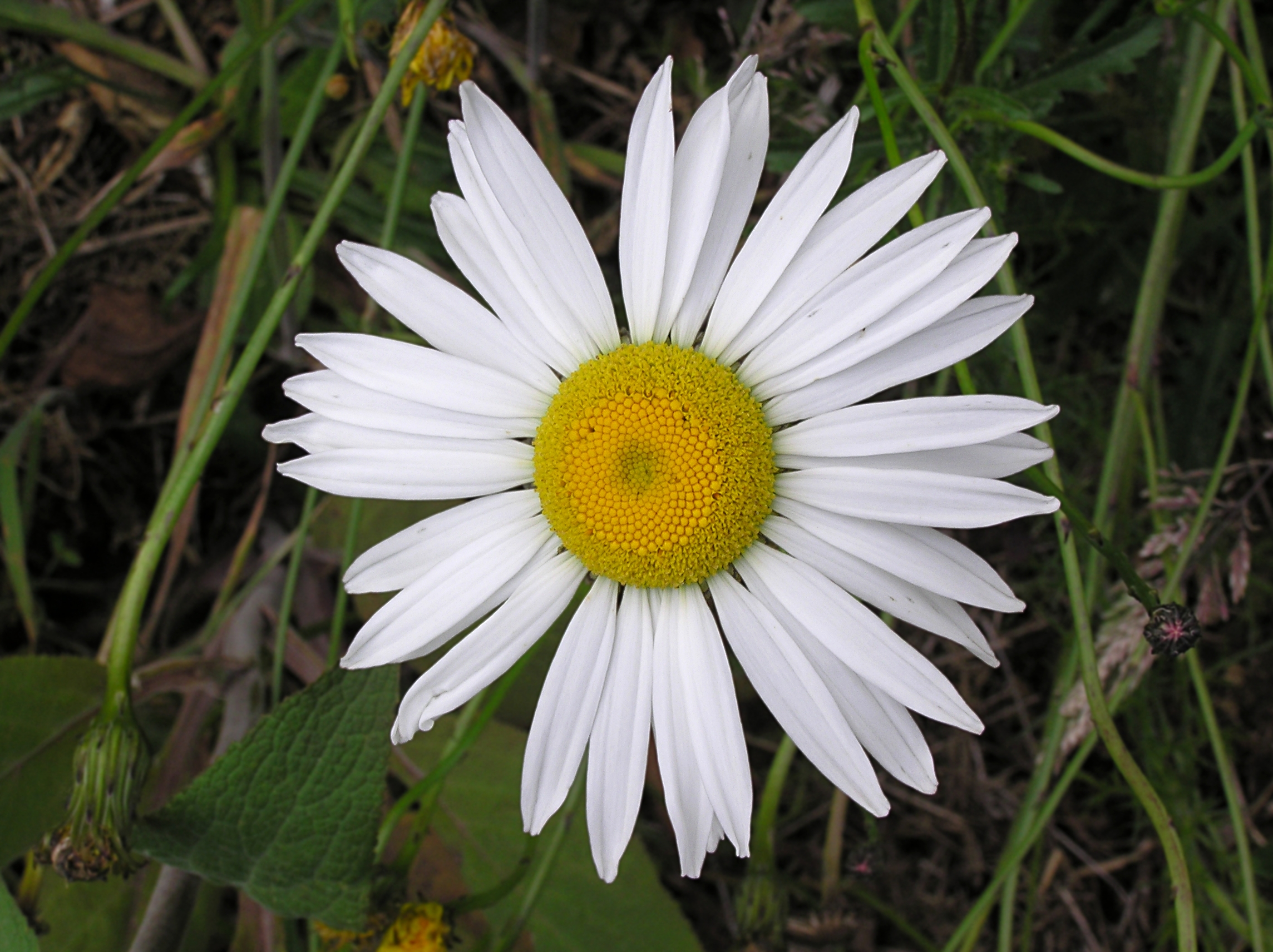 File:Ox-eye daisy 01.jpg - Wikimedia Commons
