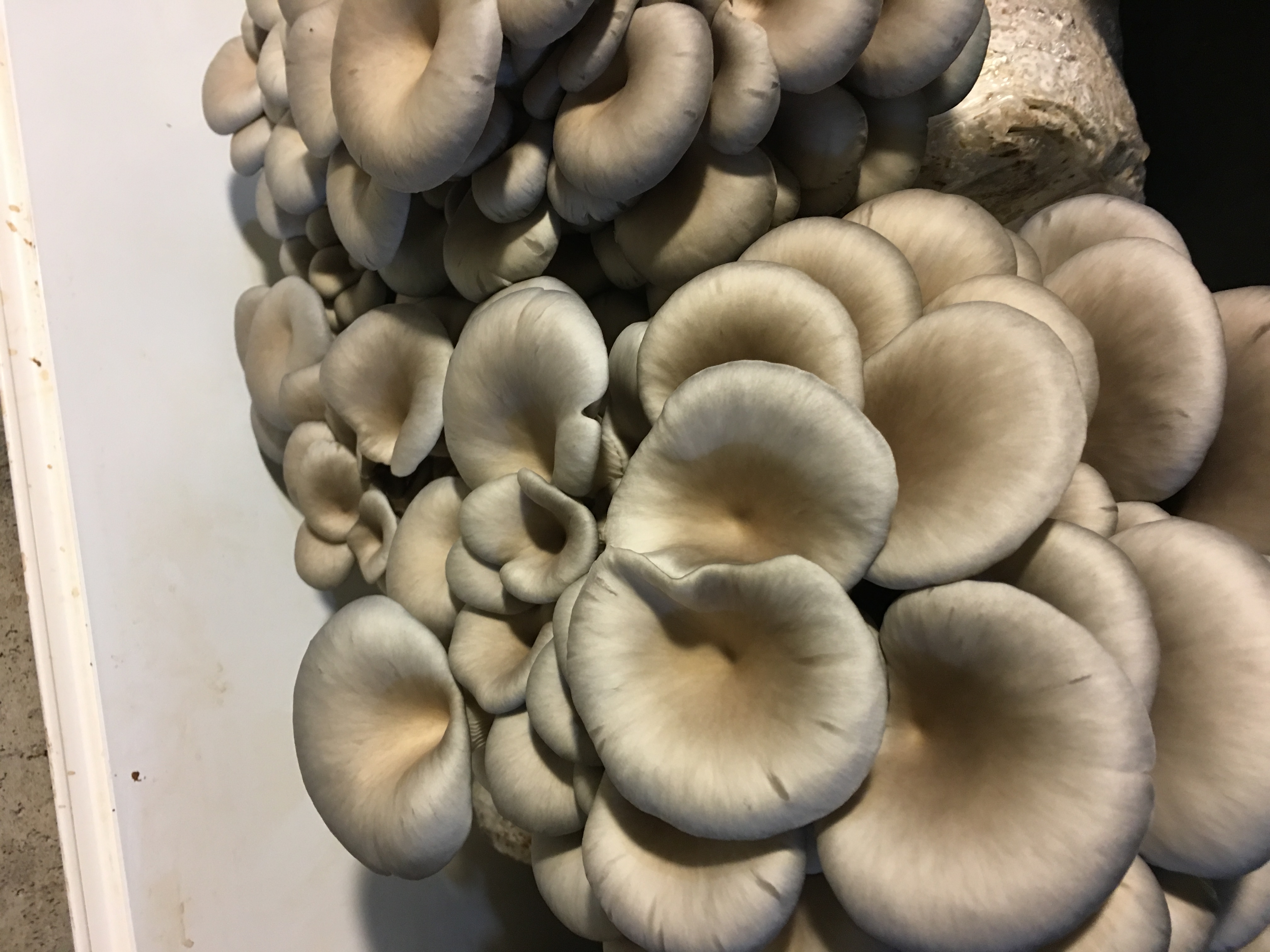 Blue Oyster Mushrooms 1lb. - Local Foods Plymouth