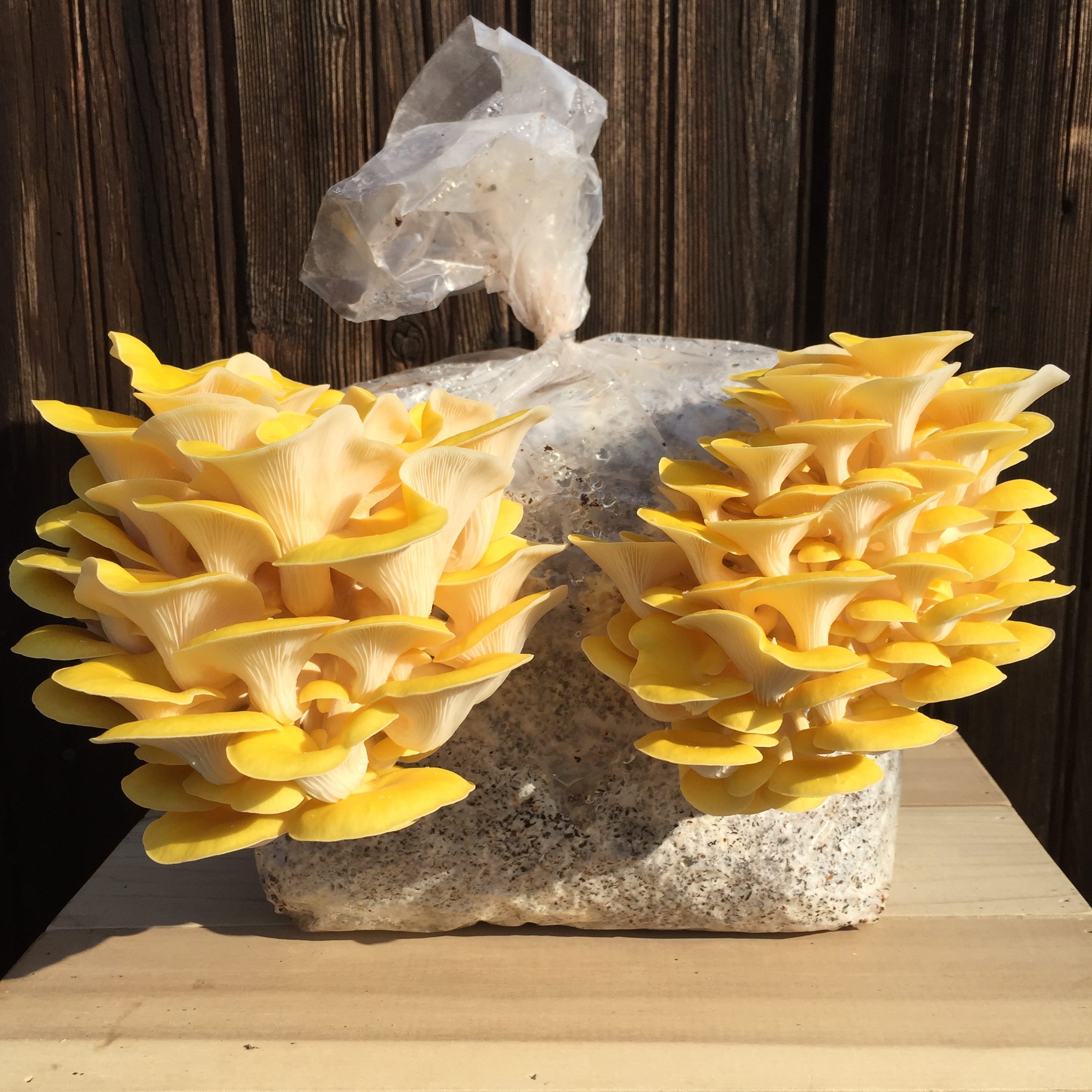 Golden Oyster Kit - Woodland Jewel Mushrooms