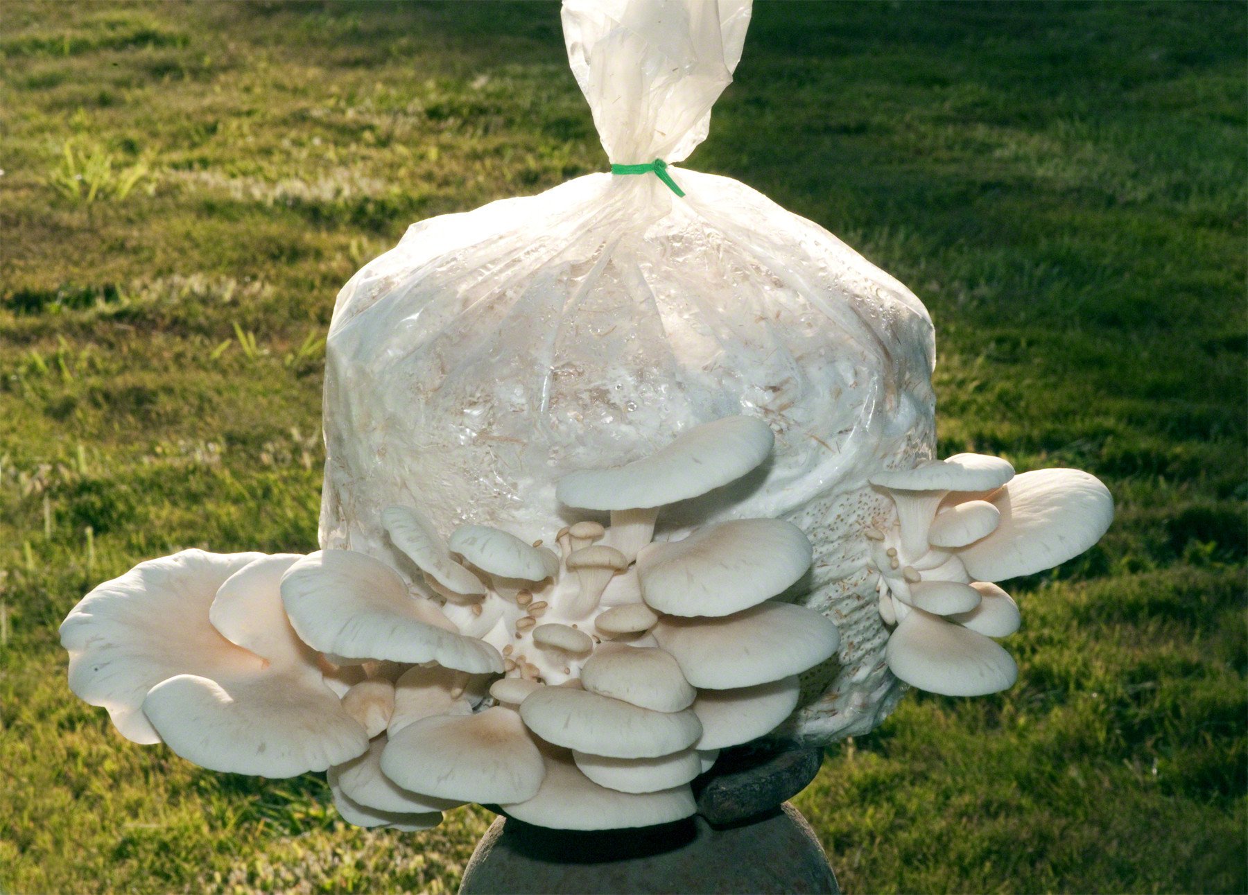 Pearl Oyster Mushroom Patch