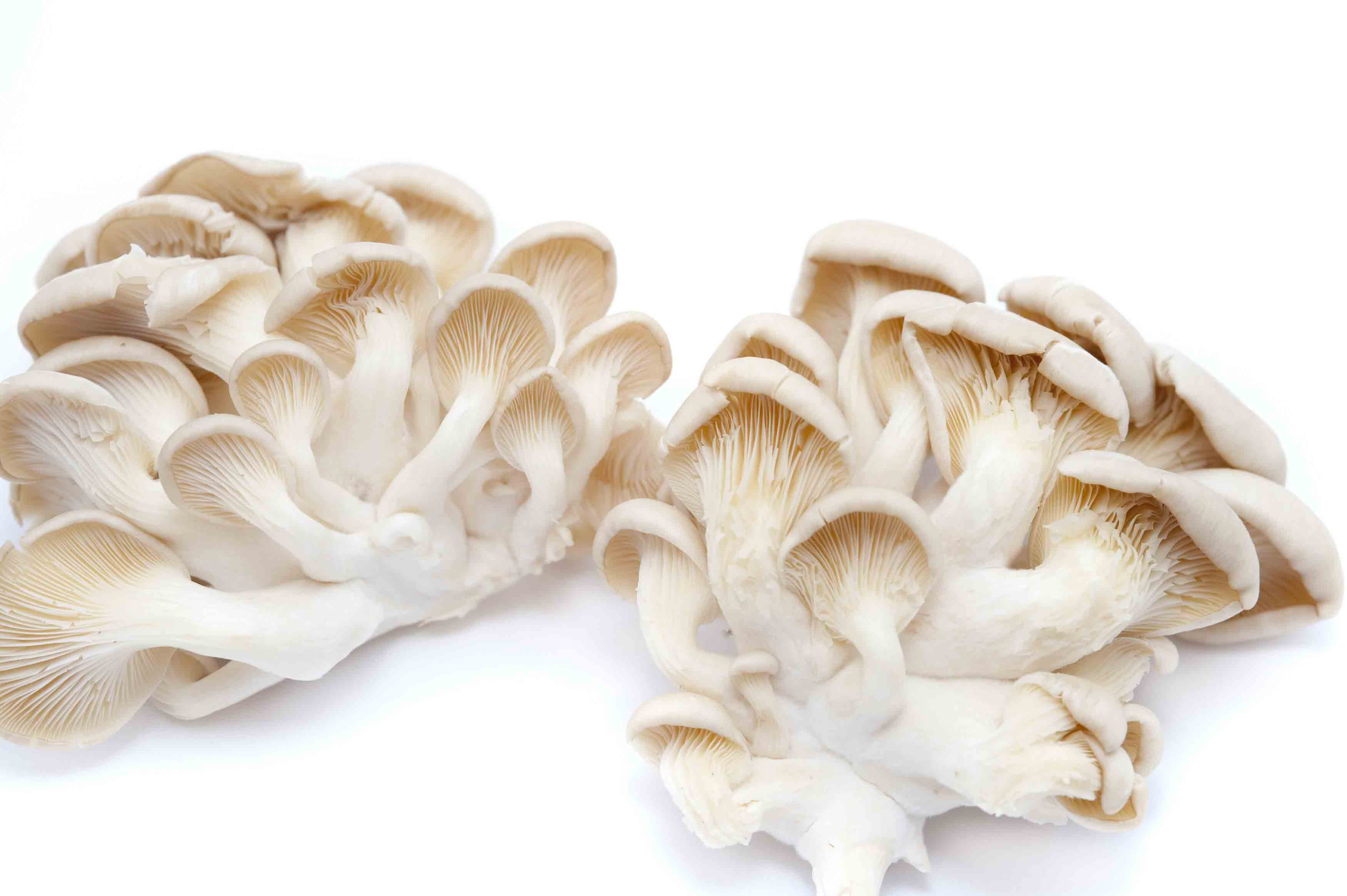 Some Fantastic Health Benefits of Oyster Mushrooms for better living