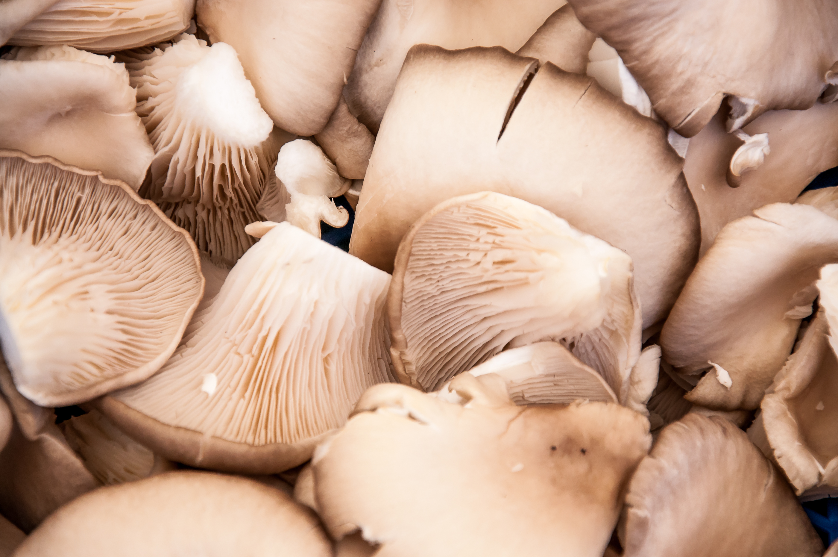 Oyster mushrooms photo