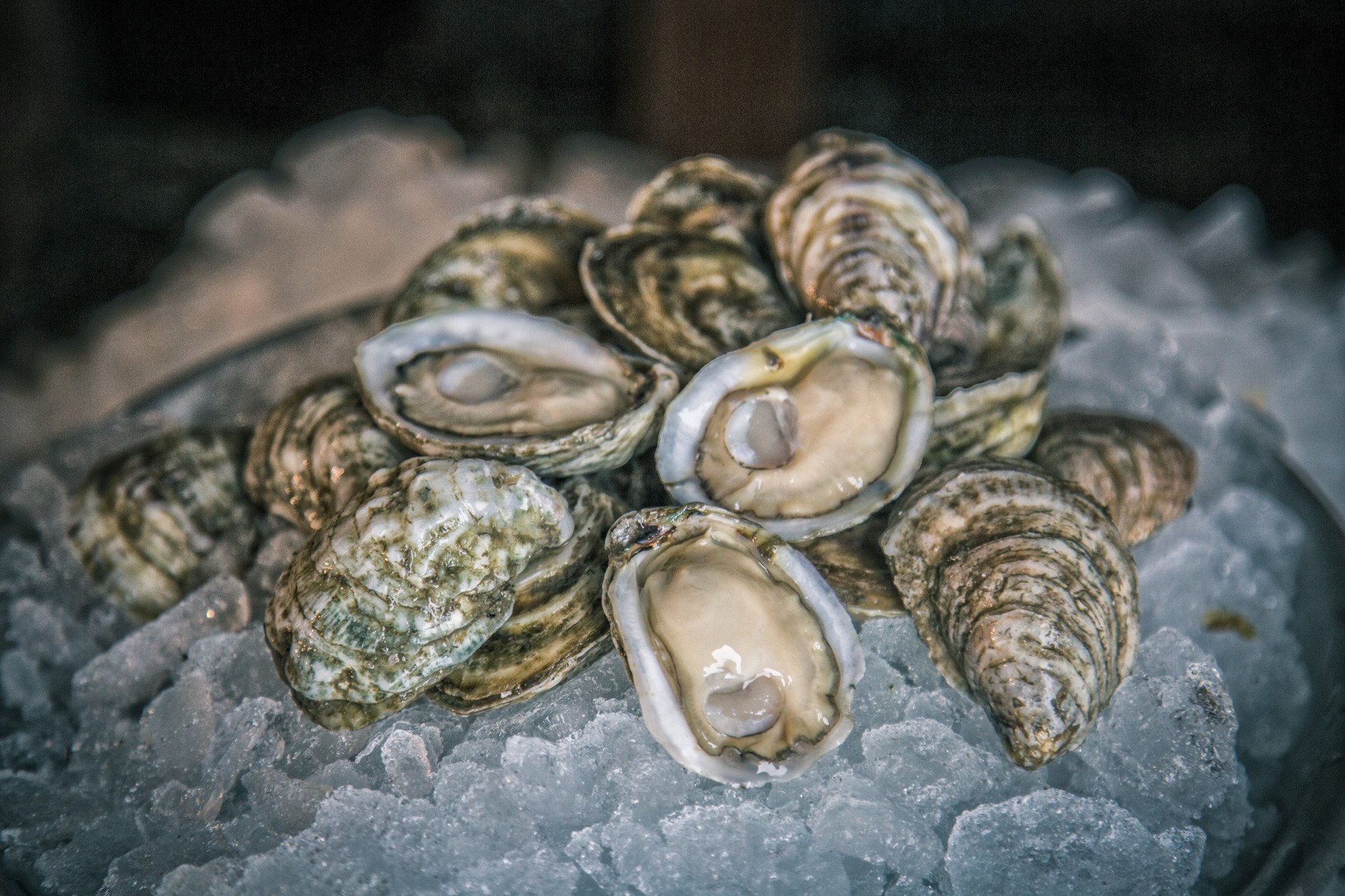 White Stone Oysters – White Stone Oyster Company