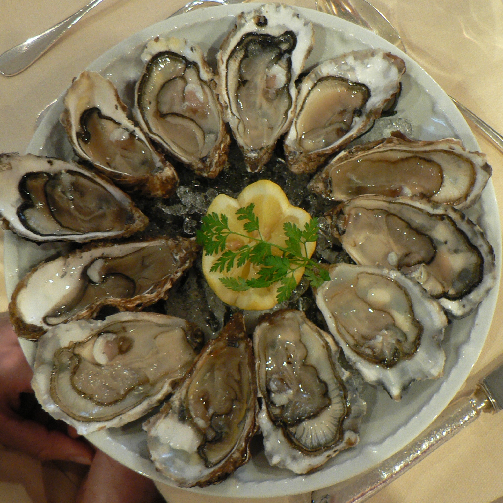 File:Oysters in circle on plate.jpg - Wikimedia Commons