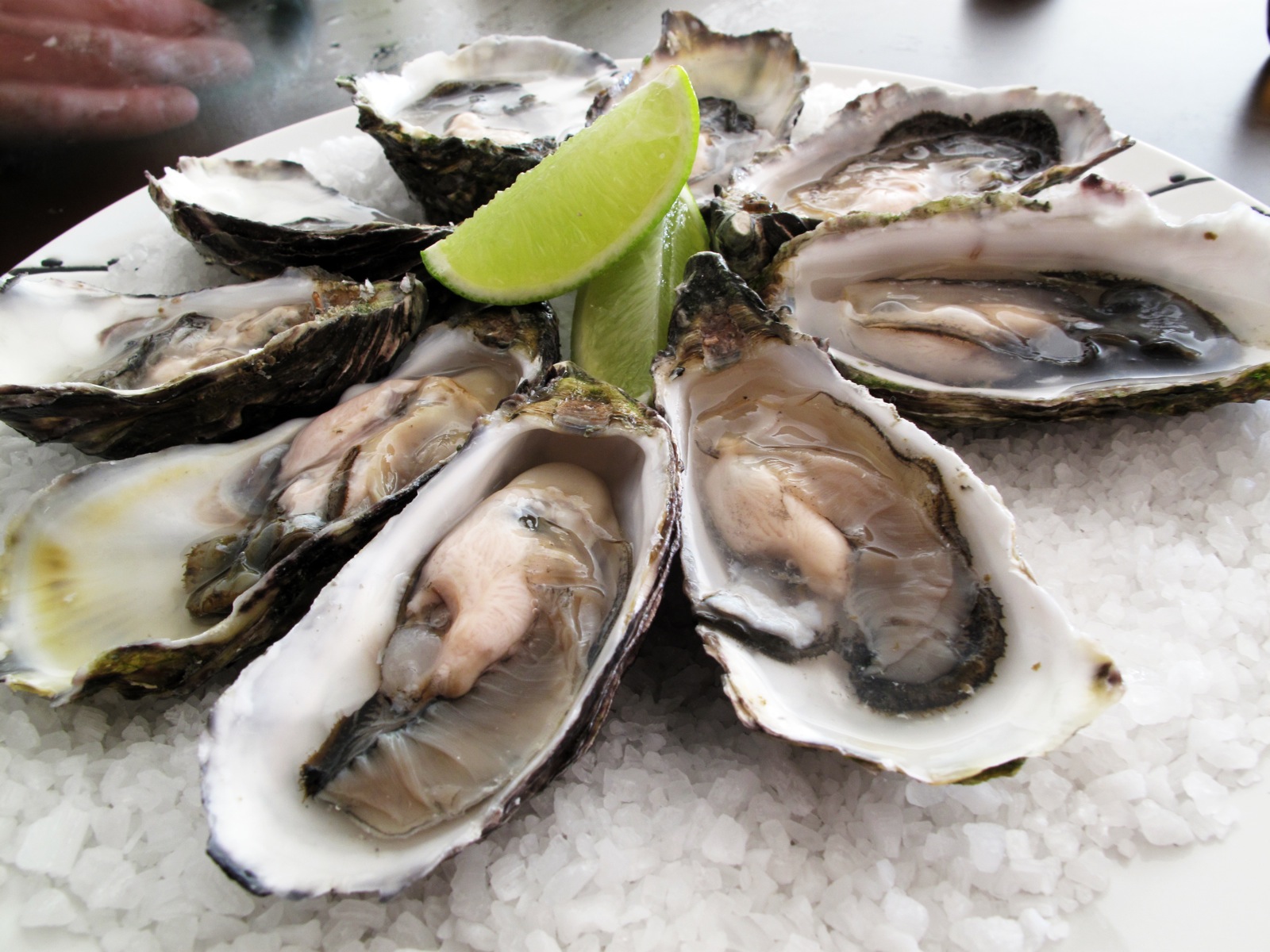 Some Pacific oysters on a plate | Eye on the ICR