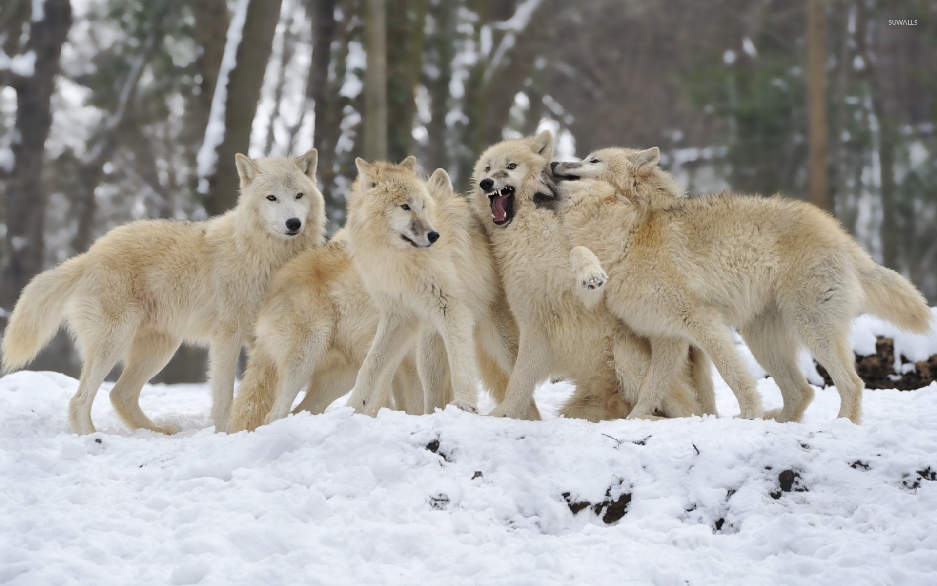 Wolf pack wallpaper - Animal wallpapers - #34742