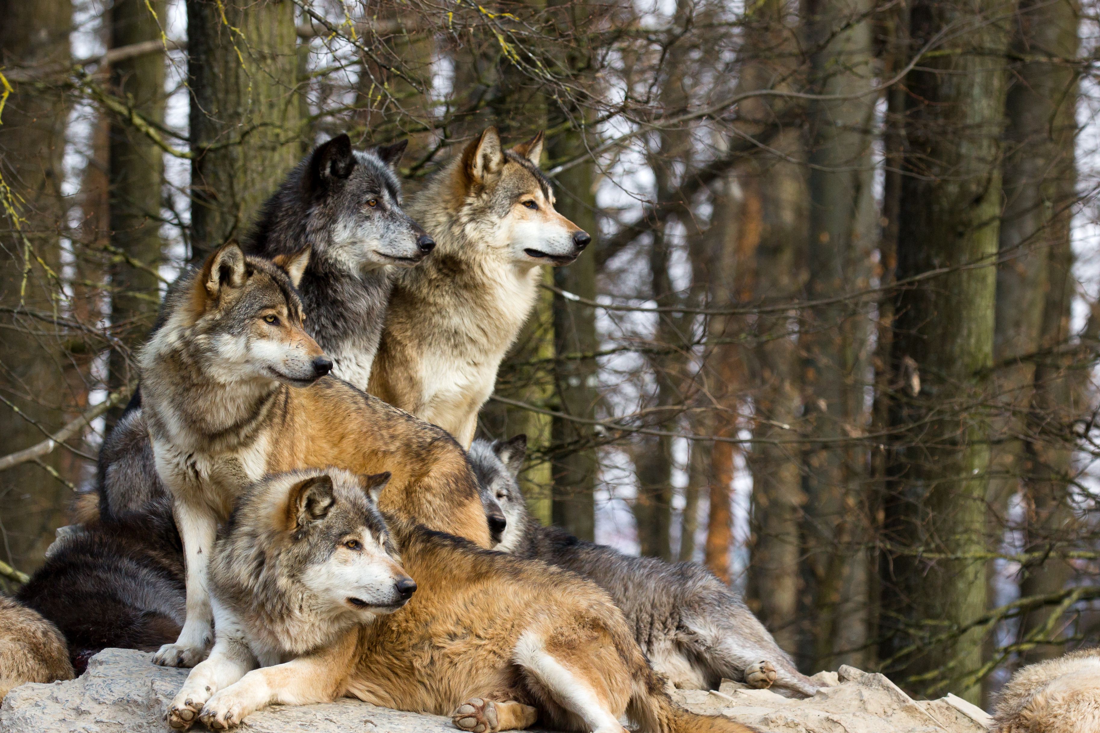 What can we learn from wolves? | America Magazine