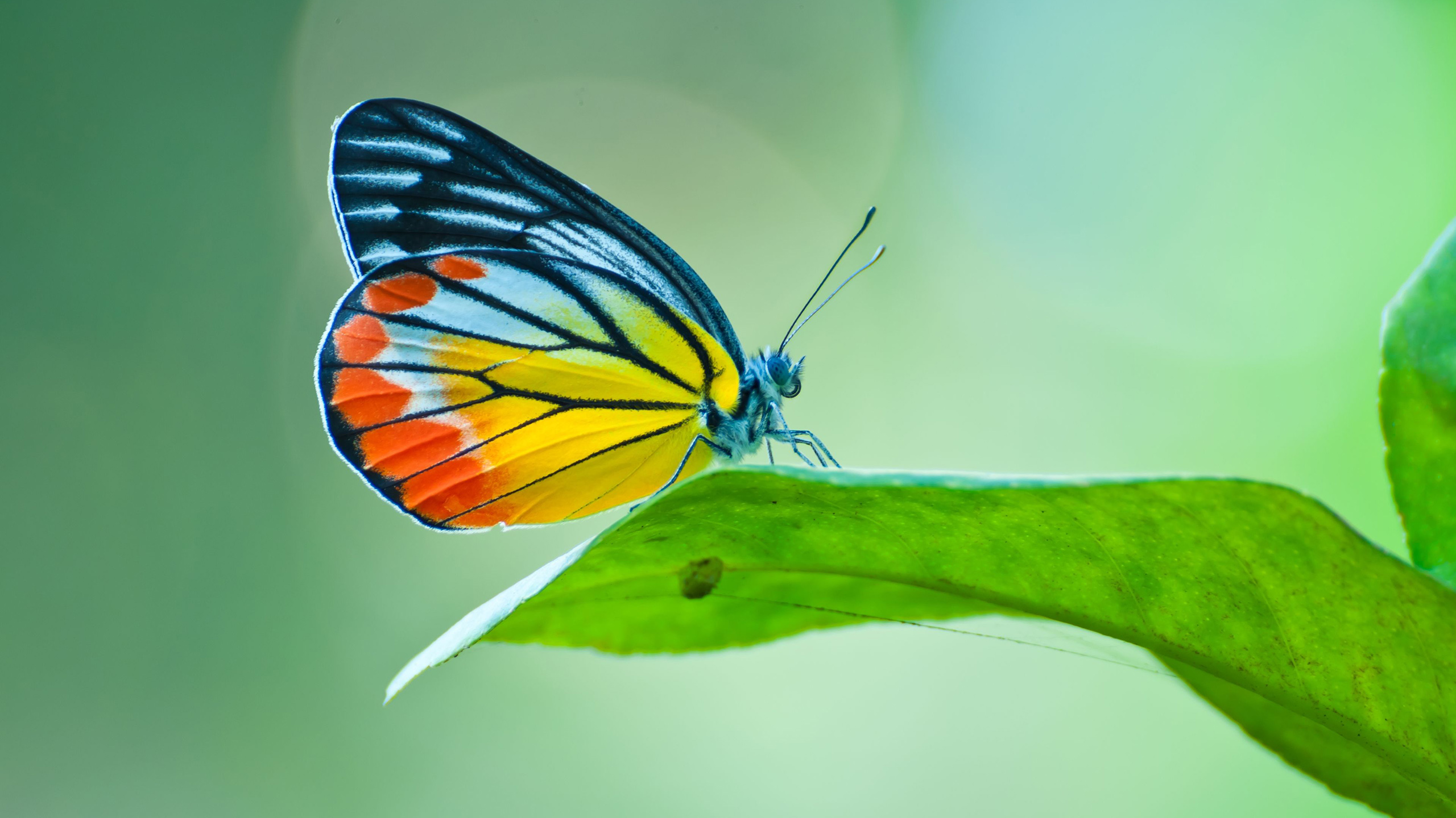 Decoding a butterfly's colours | NUS News