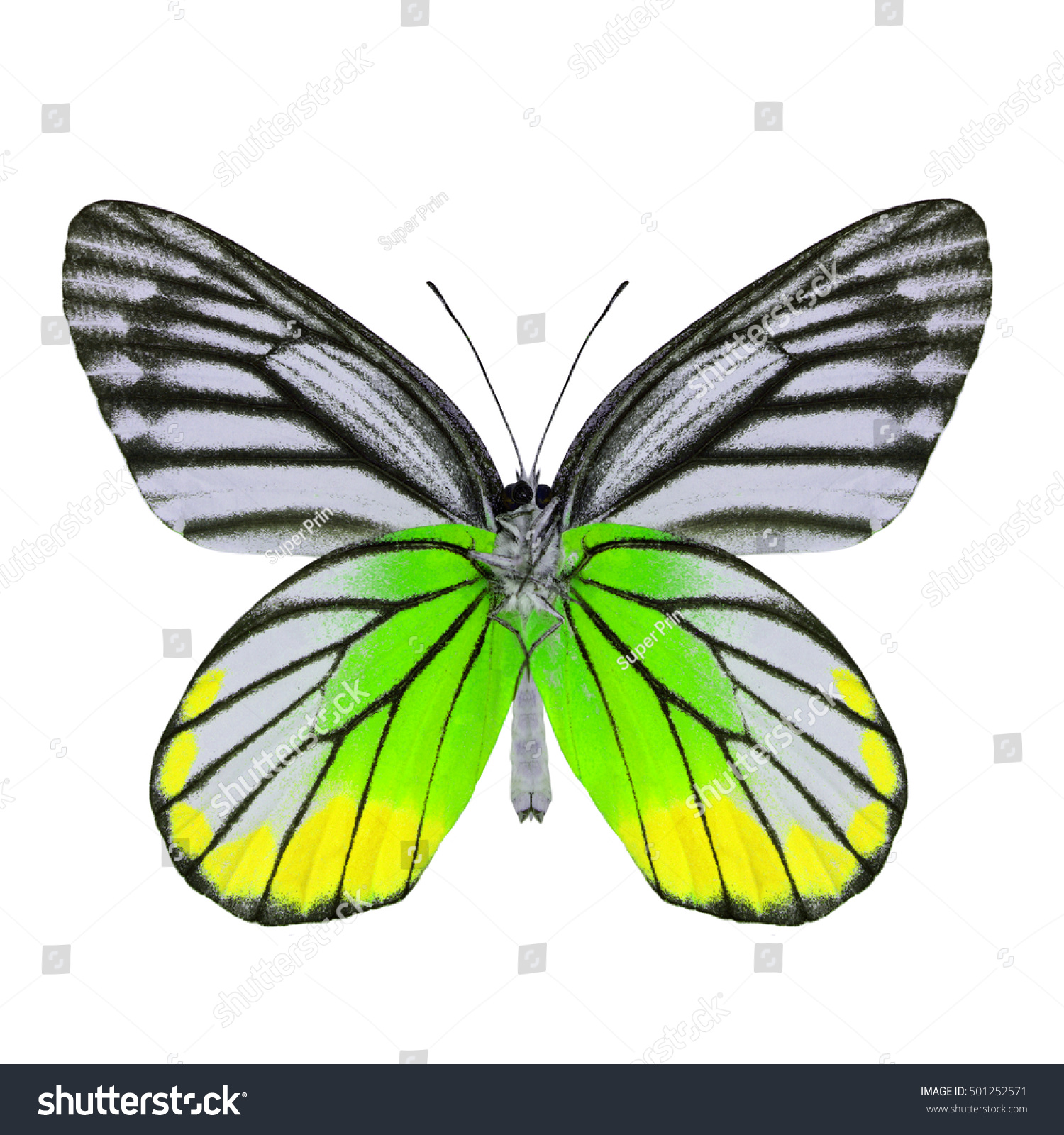 Beautiful Green Yellow Butterfly Painted Jezebel Stock Photo ...