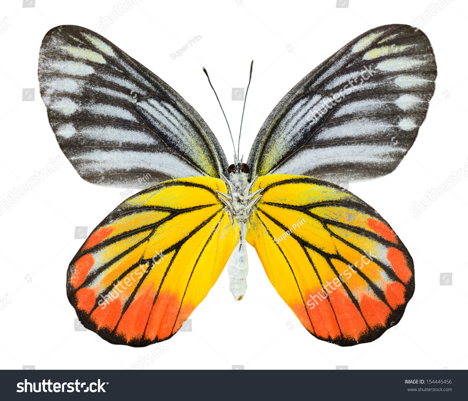 Painted Jezebel Butterfly Natural Color Profile Stock Photo ...