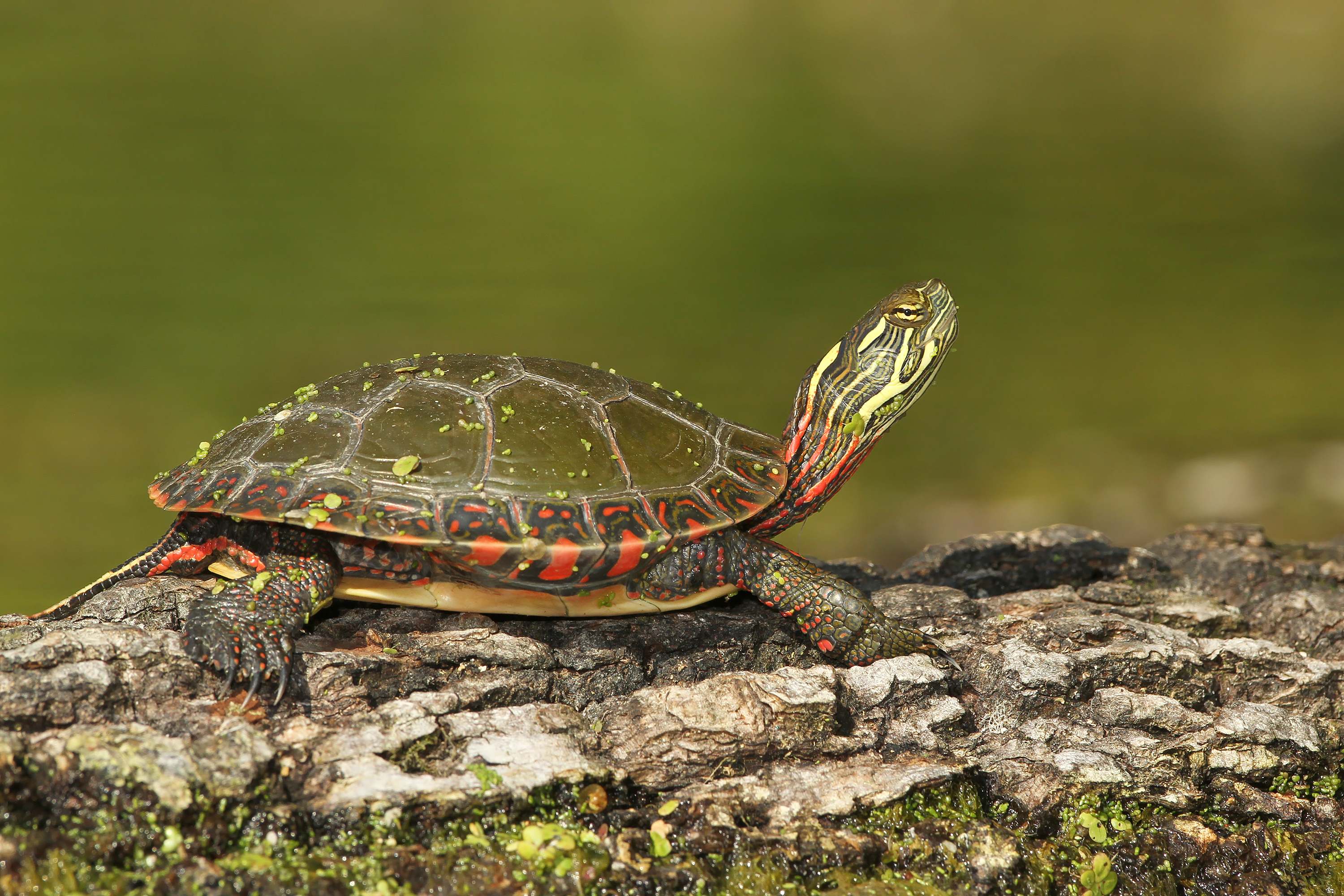 All about the Midland Painted Turtle | Earth Rangers Wild Wire Blog
