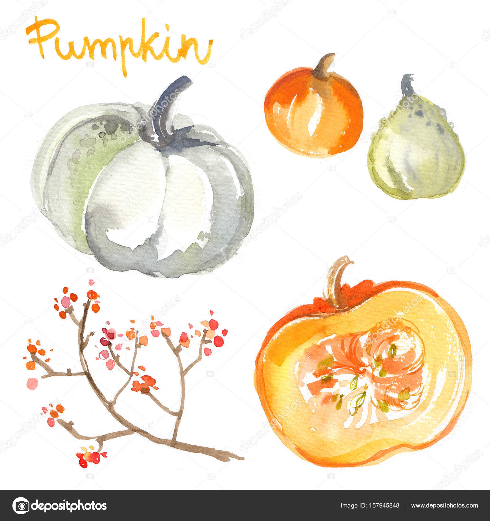 Pumpkins Painted Watercolors White Background Colored Vegetables ...