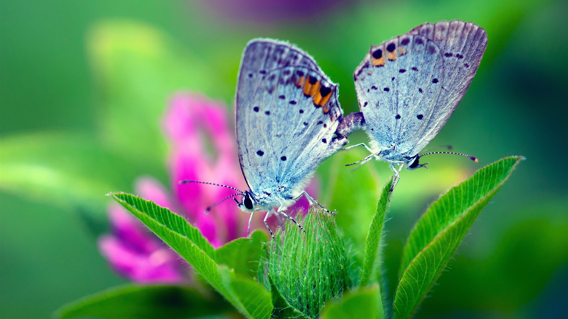A pair of butterflies wallpapers and images - wallpapers, pictures ...