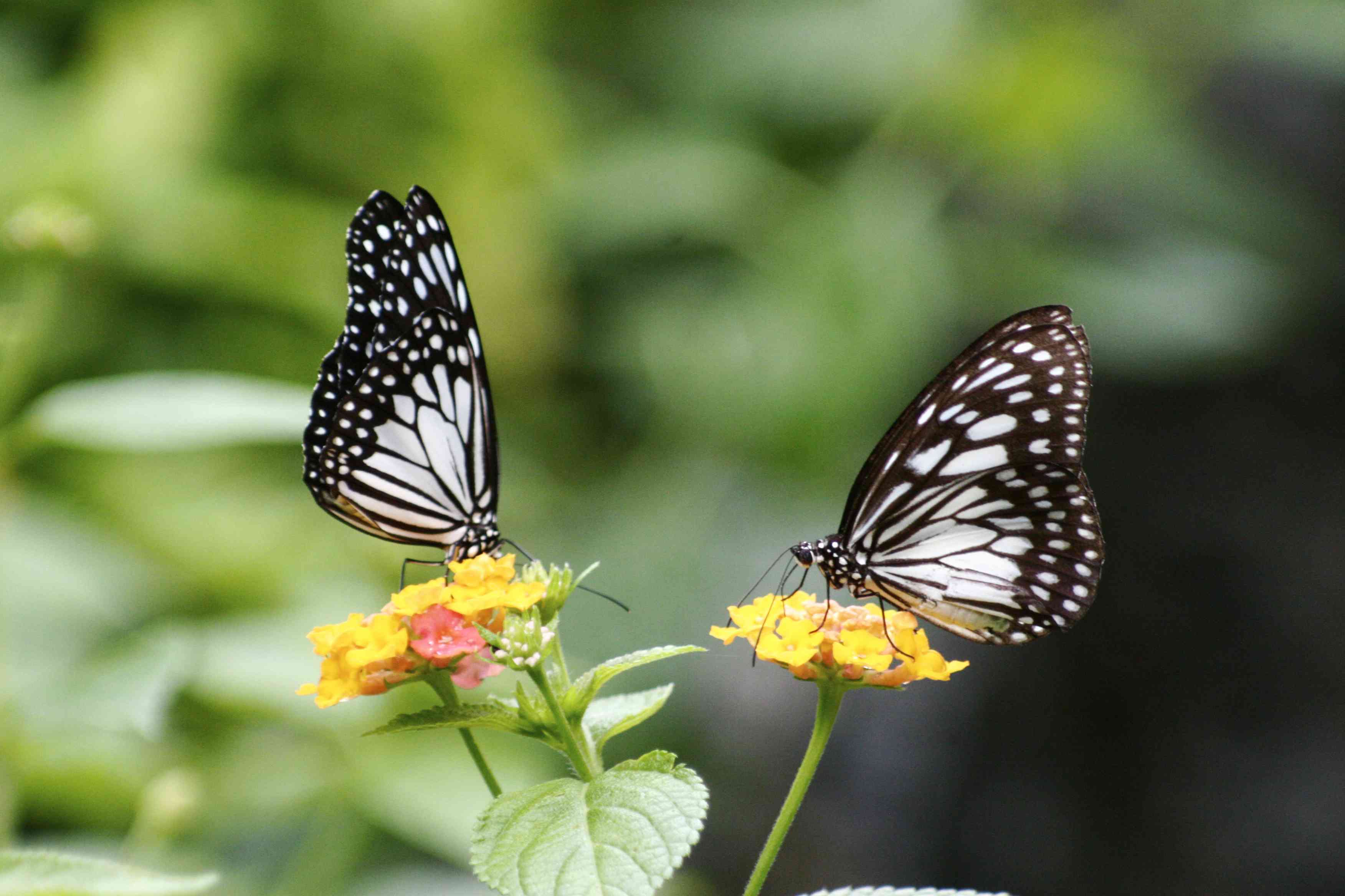 Butterfly Garden - Flor's Garden