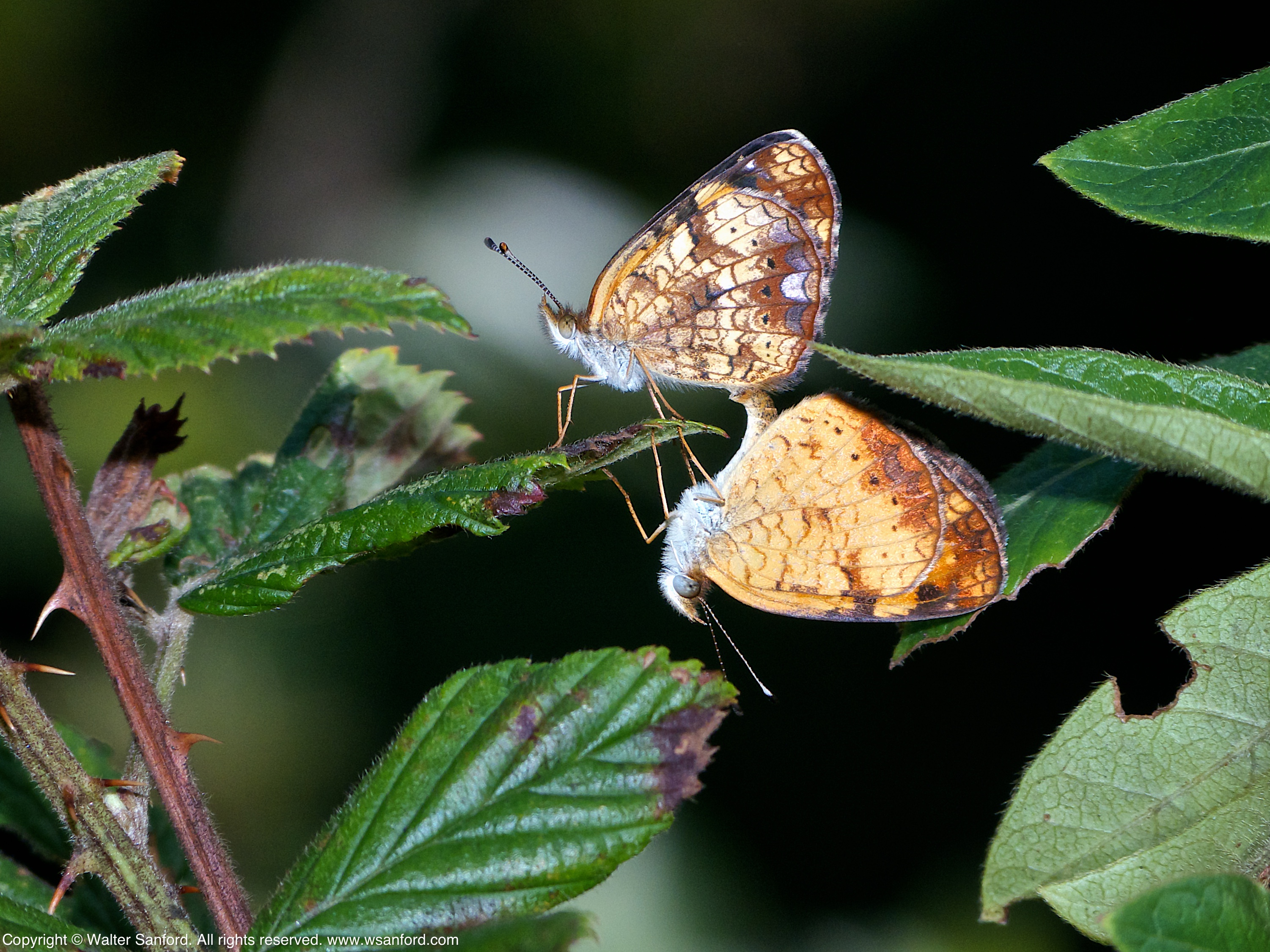 Pearl Crescent butterflies (mating pair) | walter sanford's photoblog