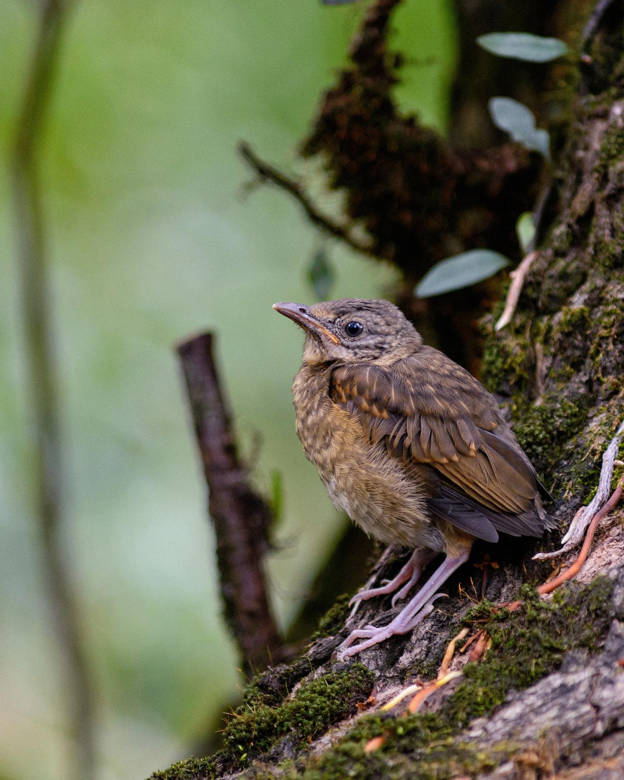 Pale-breasted Thrush (Turdus leucomelas) Juvenile perched in the ...