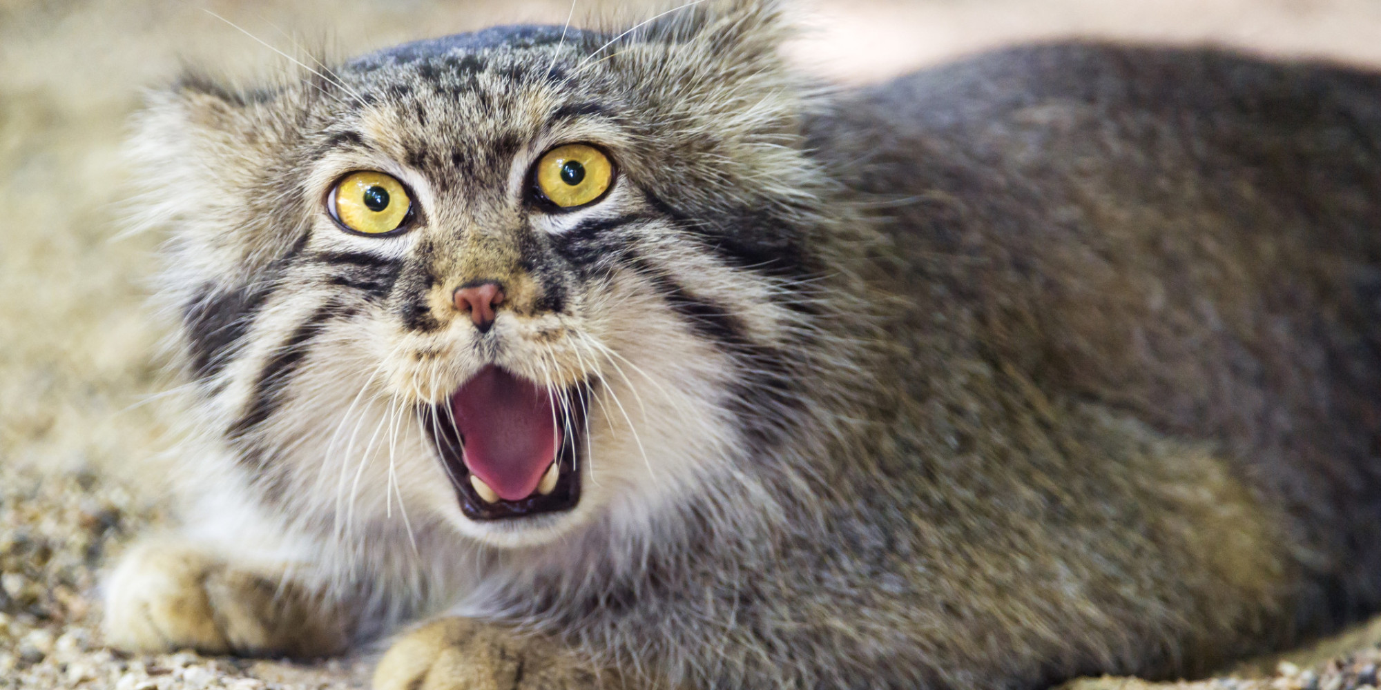 Why The Pallas' Cat Should Become Your New Favorite Animal | HuffPost