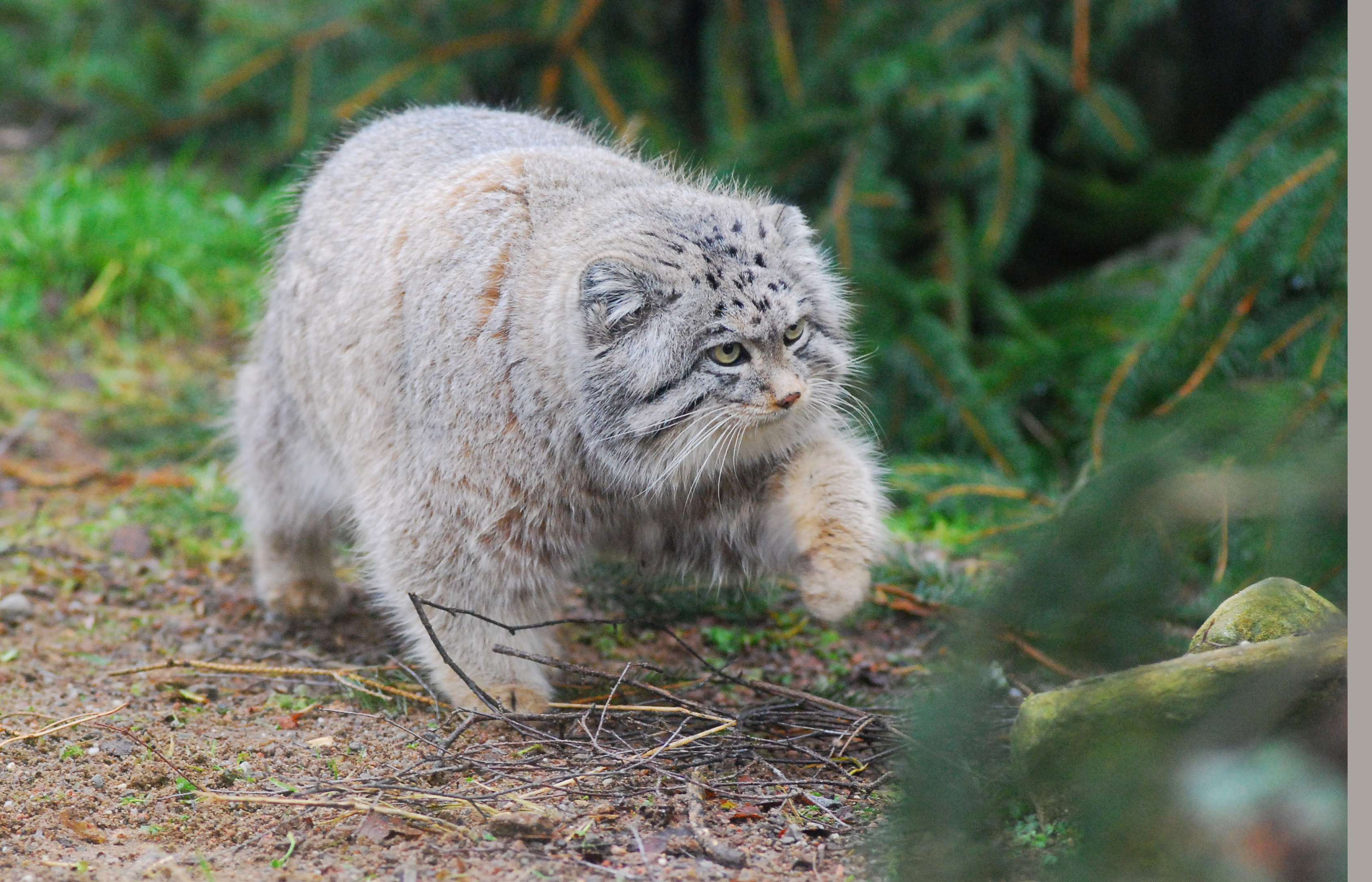Scottish conservation experts to research Pallas's Cats in Mongolia