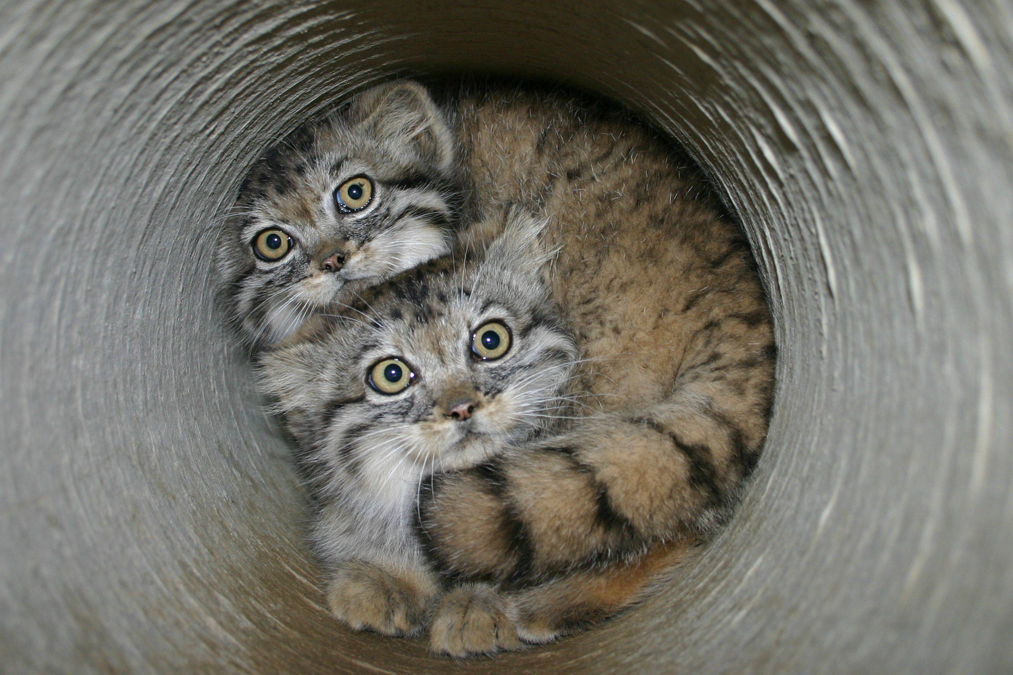 Feral Pallas Cats caught in hidey hole. : StartledCats