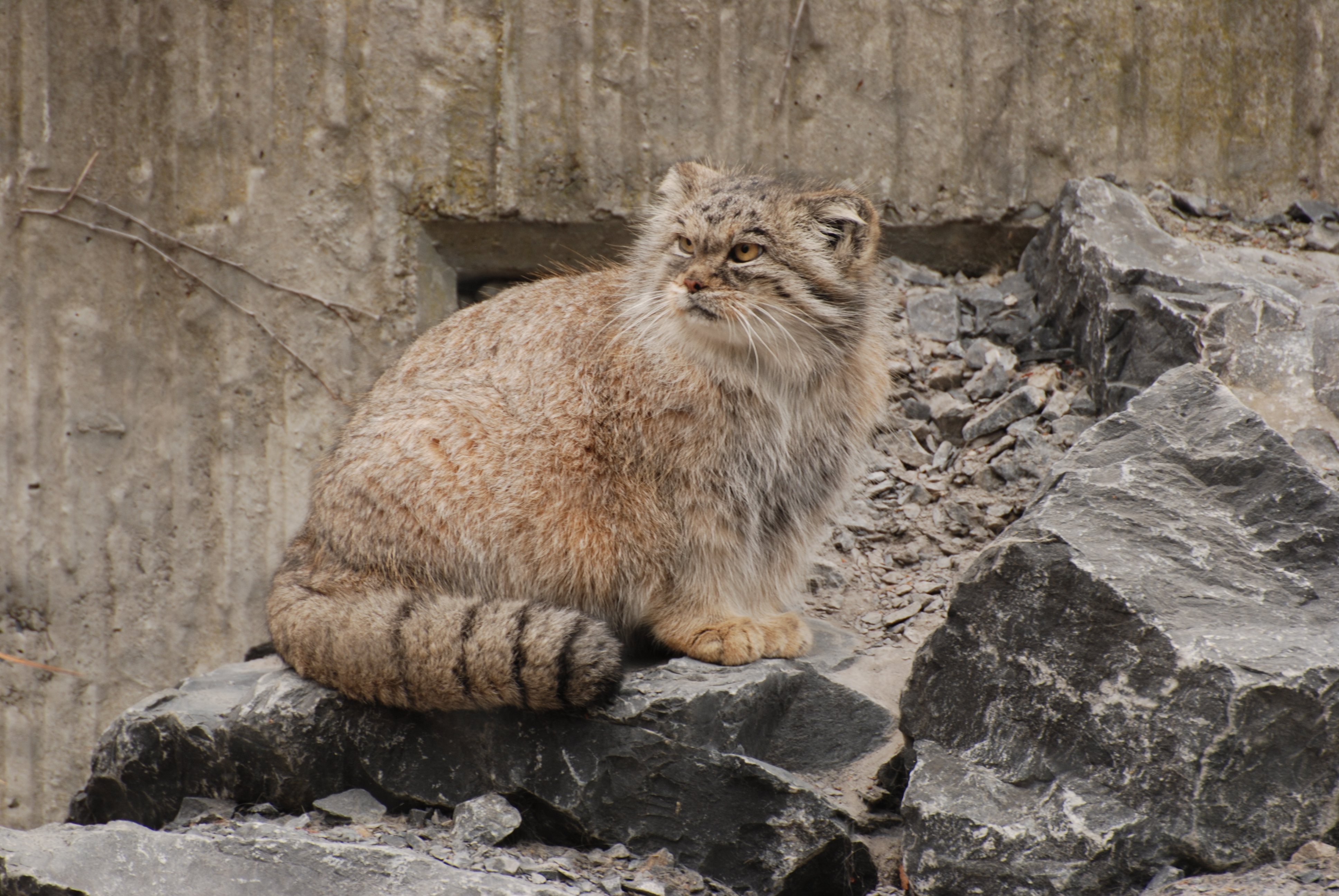 The Creature Feature: 10 Fun Facts About the Pallas' Cat | WIRED