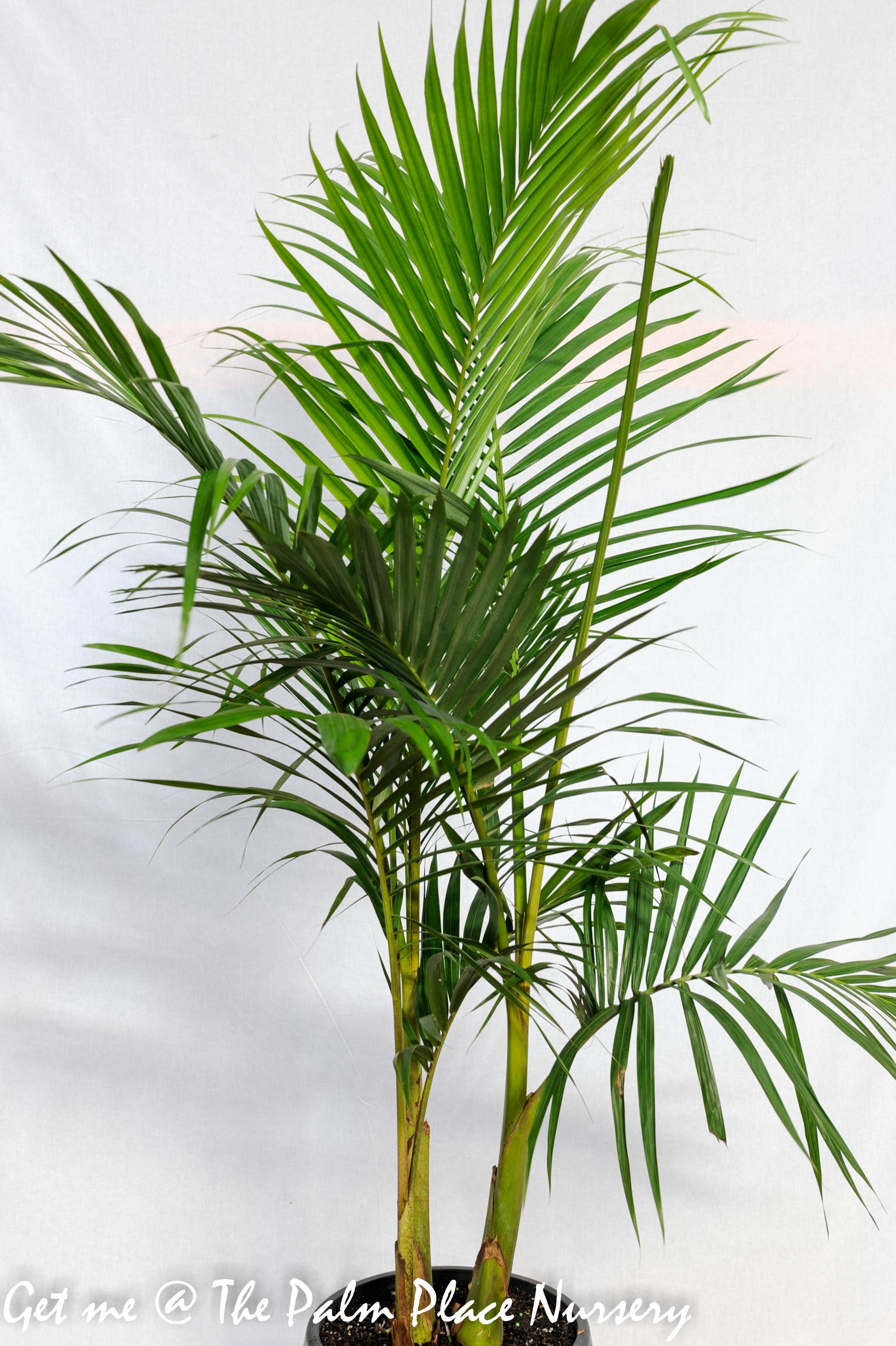 Bangalow Palm 30cm