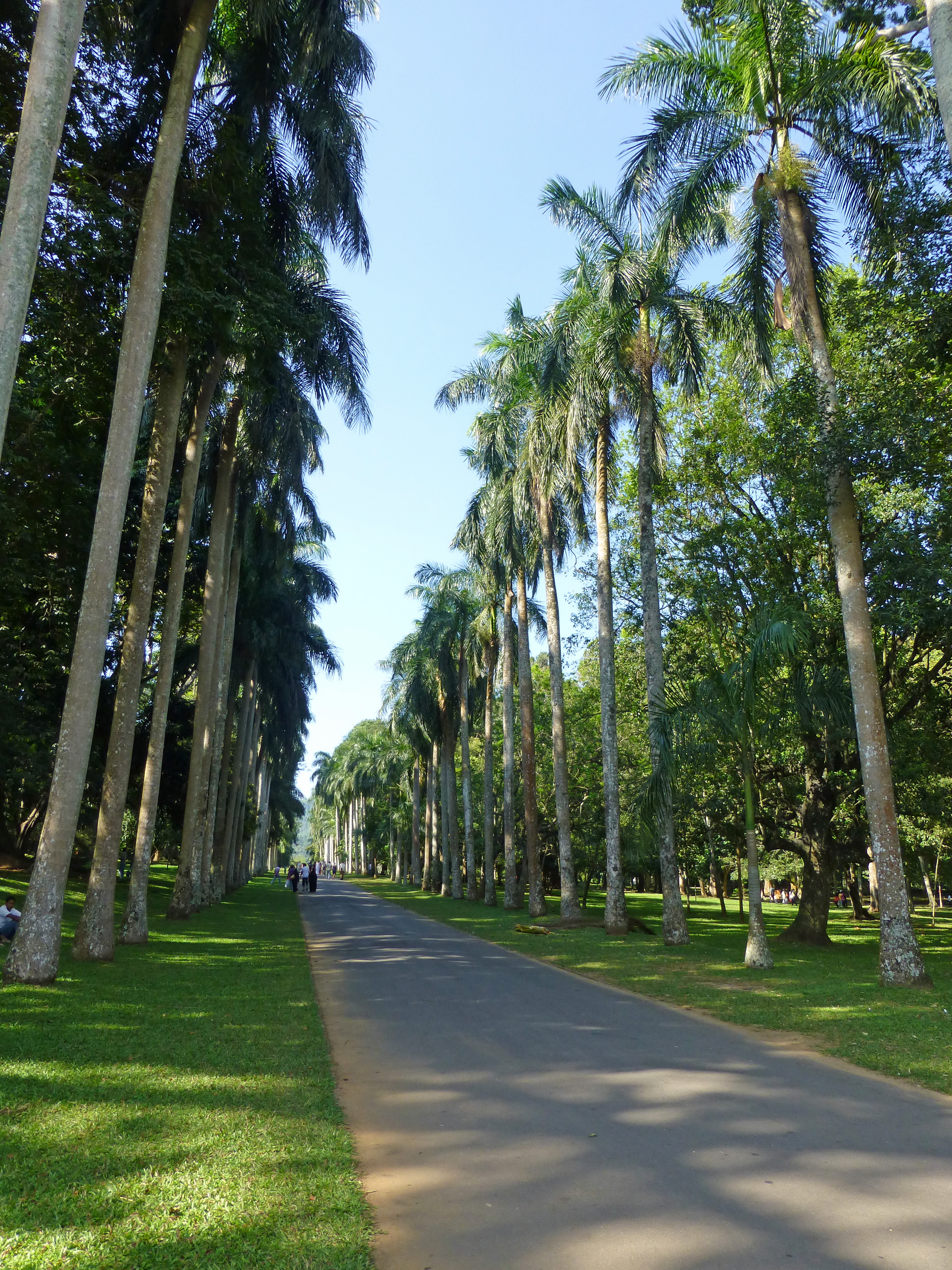 Palm avenue photo