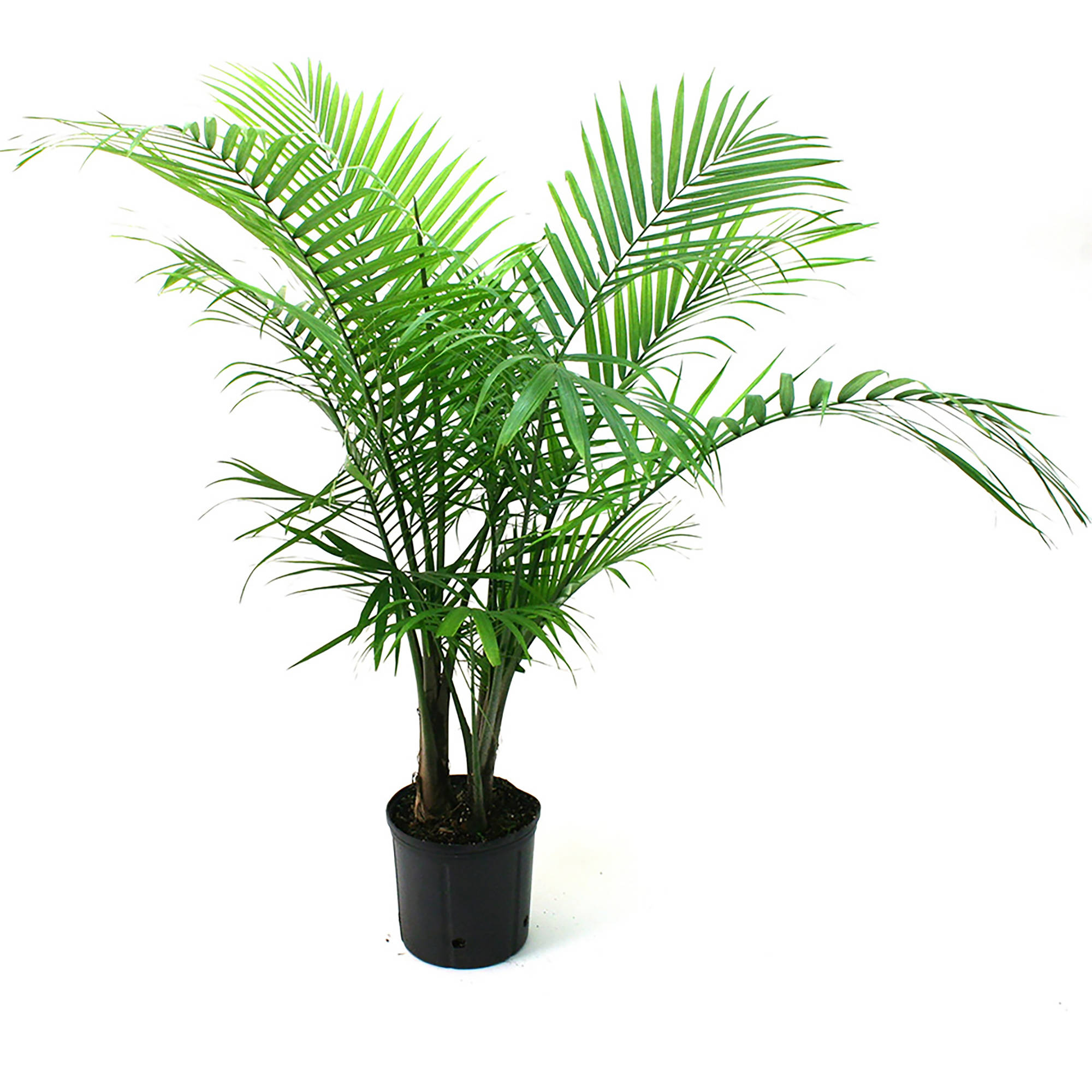 Palm bush photo