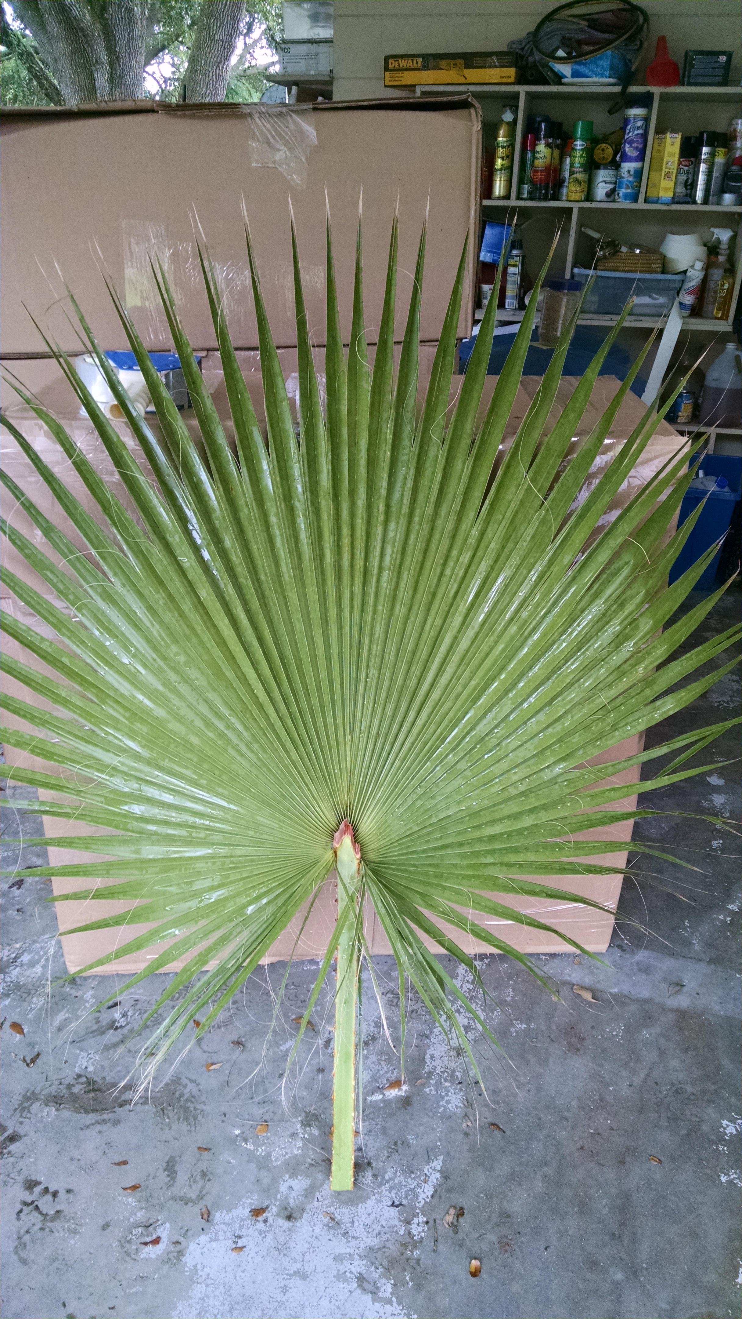 Fan Palm Fronds – Hardy Palm Tree Farm