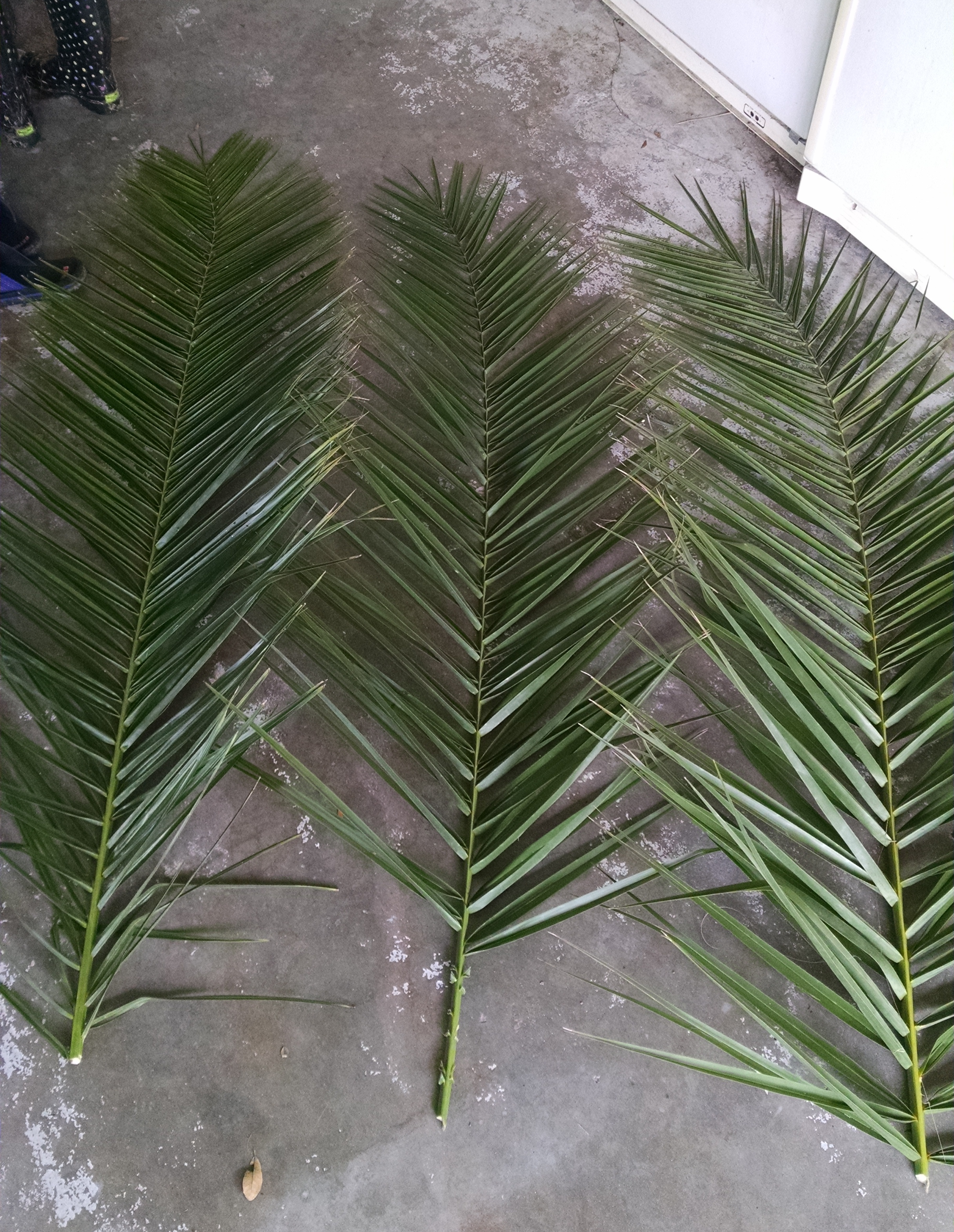 Date Palm Fronds – Hardy Palm Tree Farm