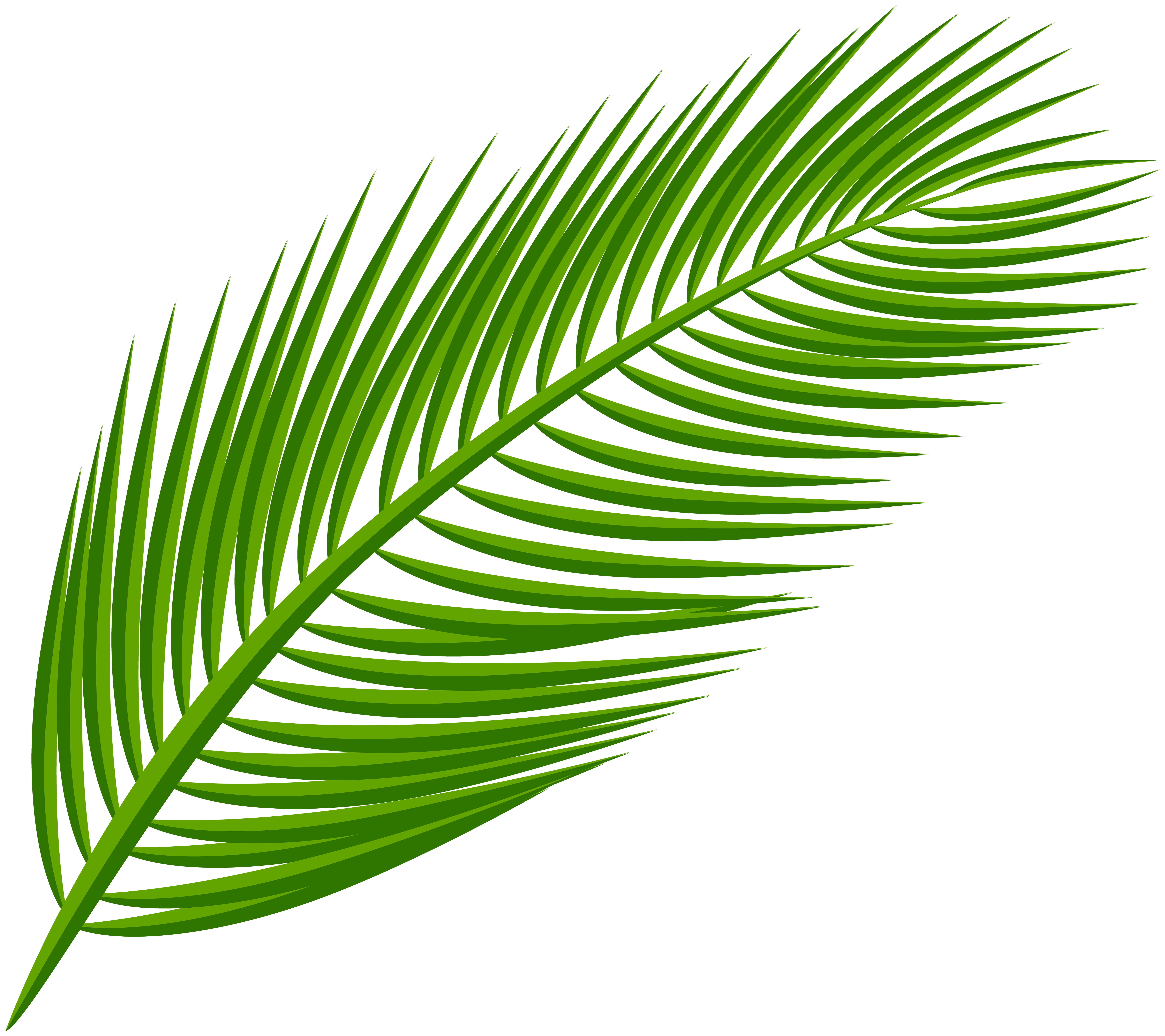 Palm leaf photo