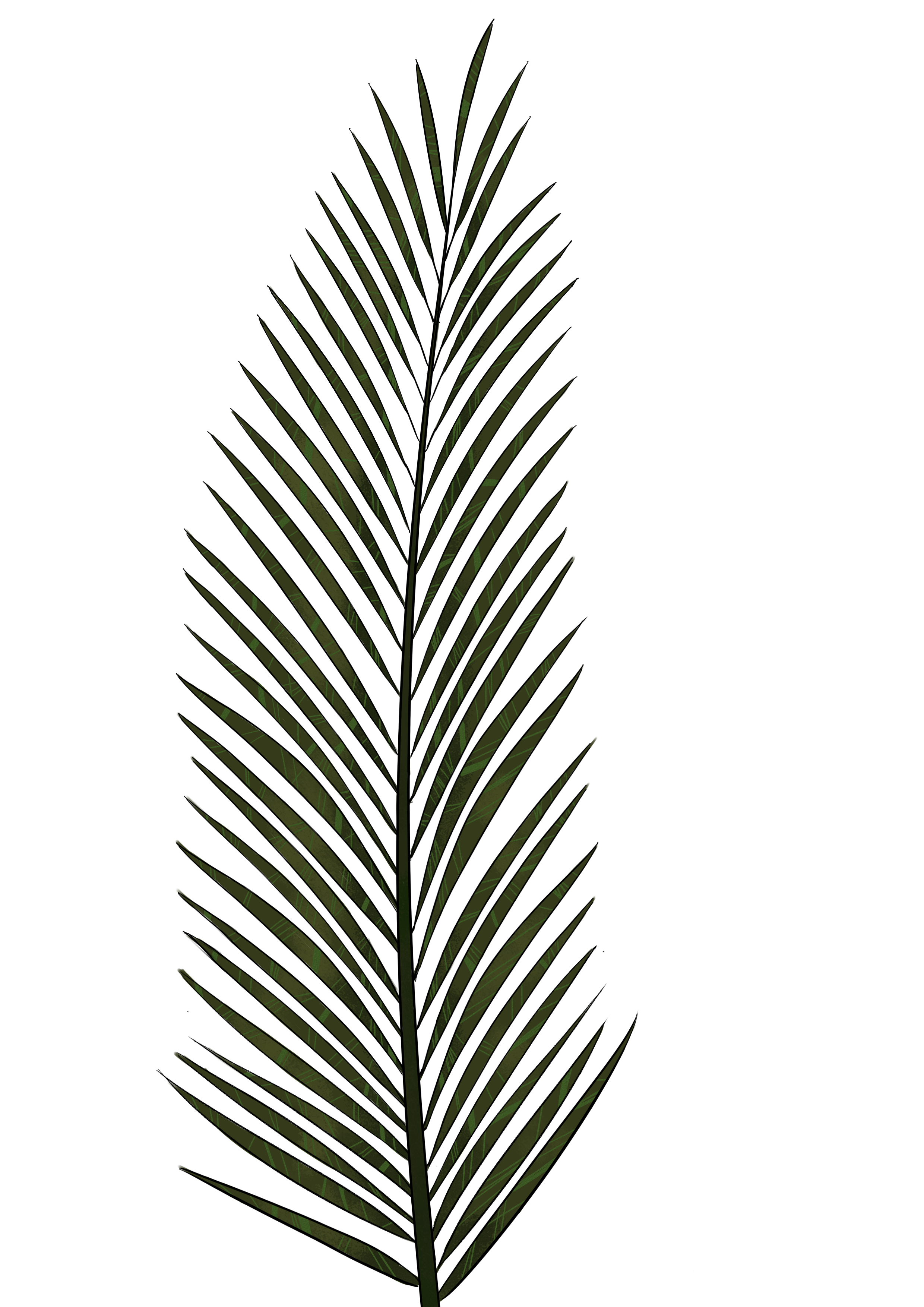 Palm Leaf Drawing at GetDrawings.com Free for personal use Palm. 