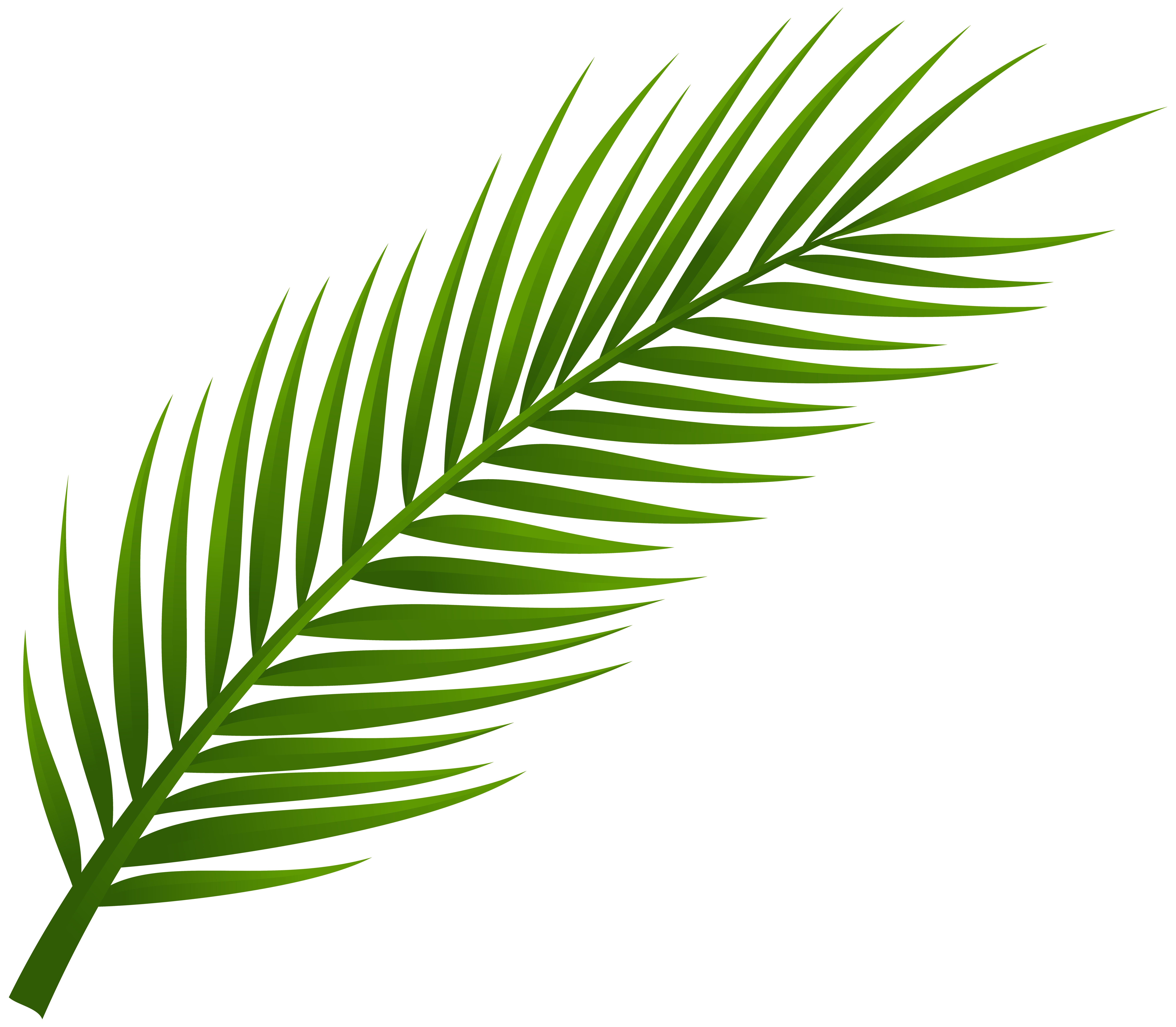 Palm leafs photo
