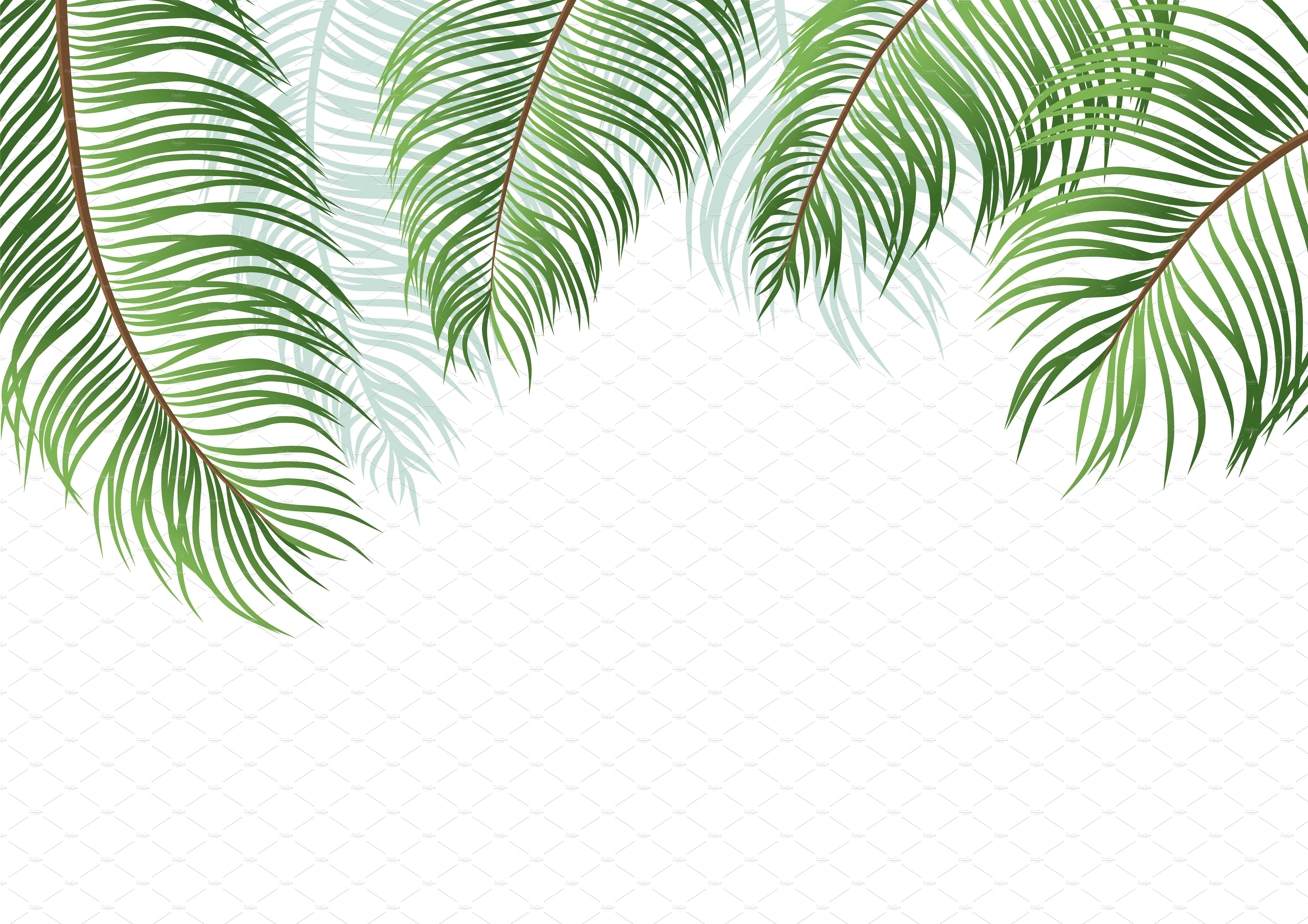 Palm leaves on white background ~ Illustrations ~ Creative Market