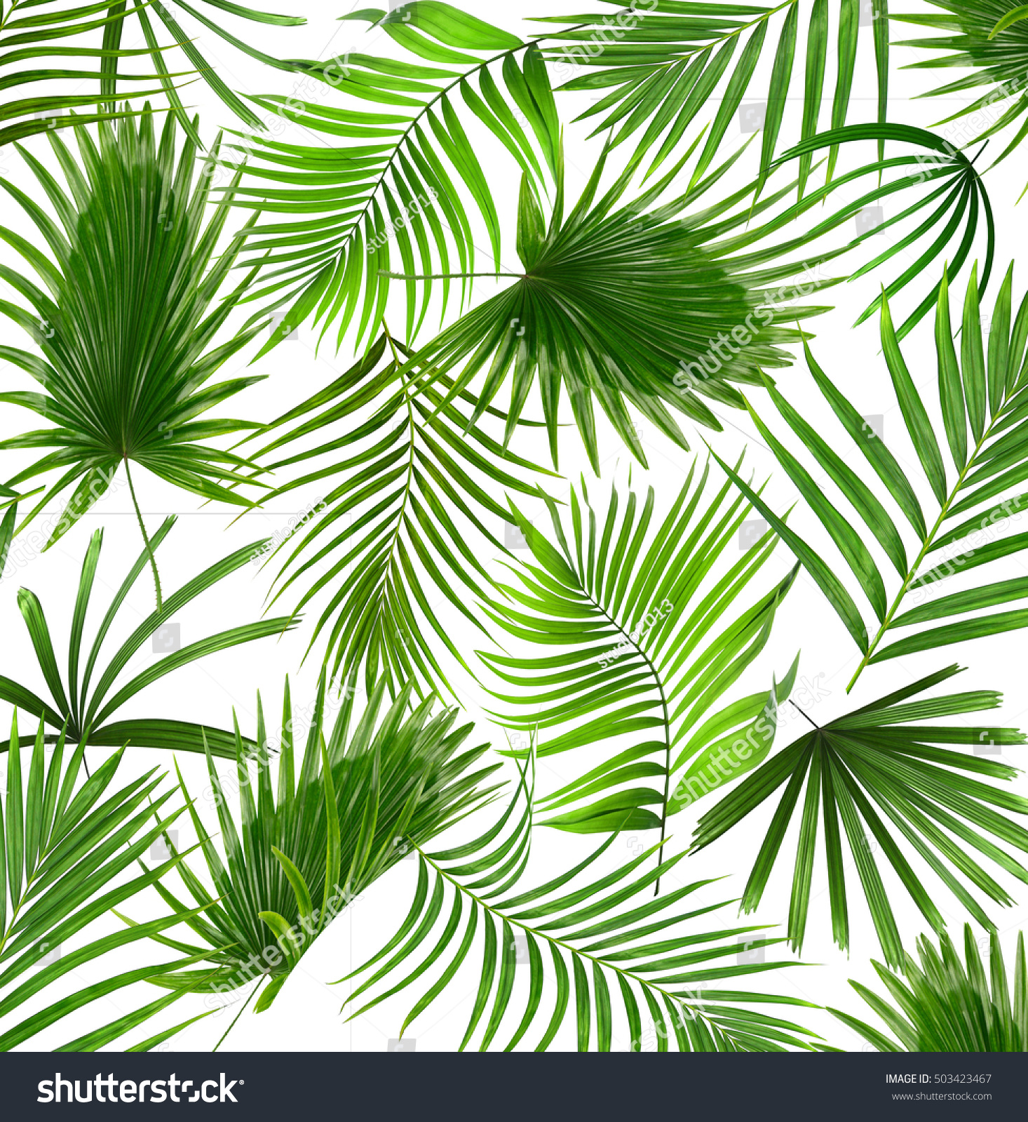 Leaves Palm Tree Background Stock Photo (Edit Now)- Shutterstock