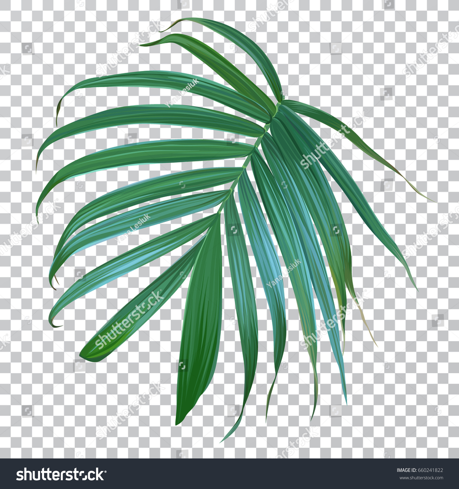 Vector Palm Leaves Transparent Background Exotic Stock Vector ...